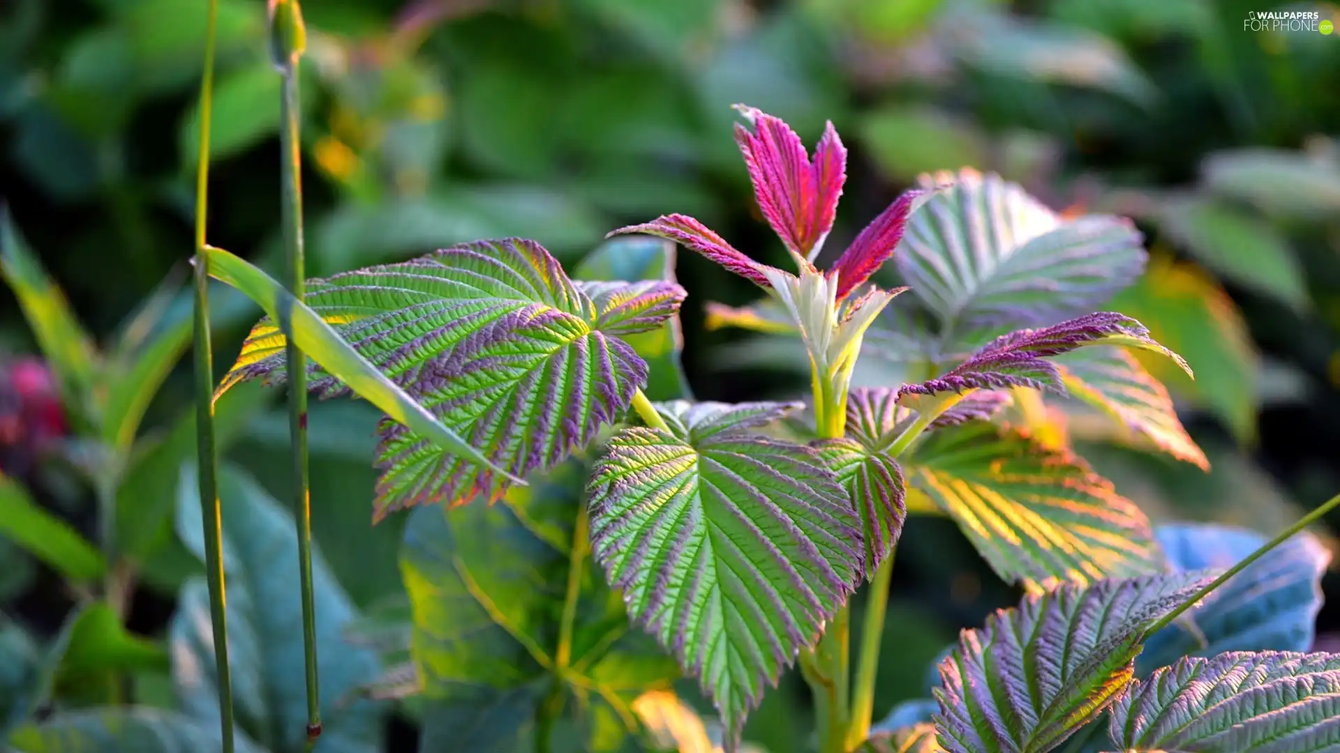 summer, Close, raspberries, light breaking through sky, Leaf