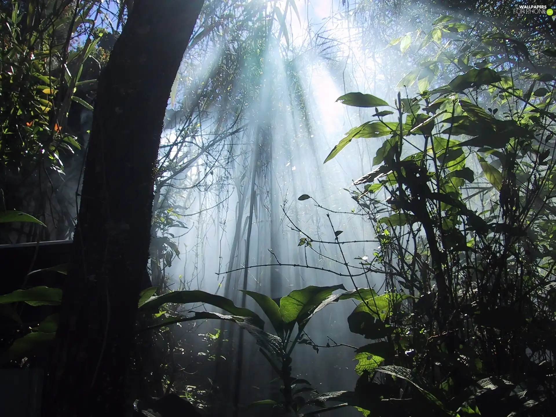 light, jungle, rays