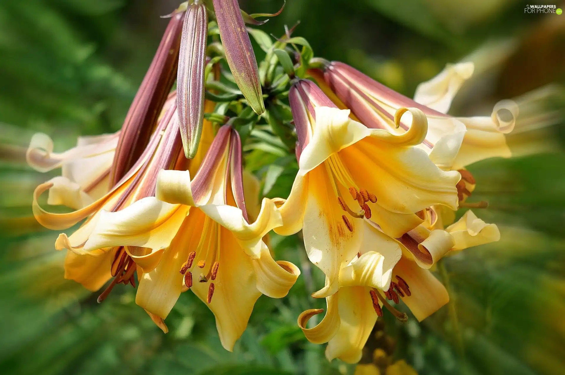 Yellow, rays, light, lilies