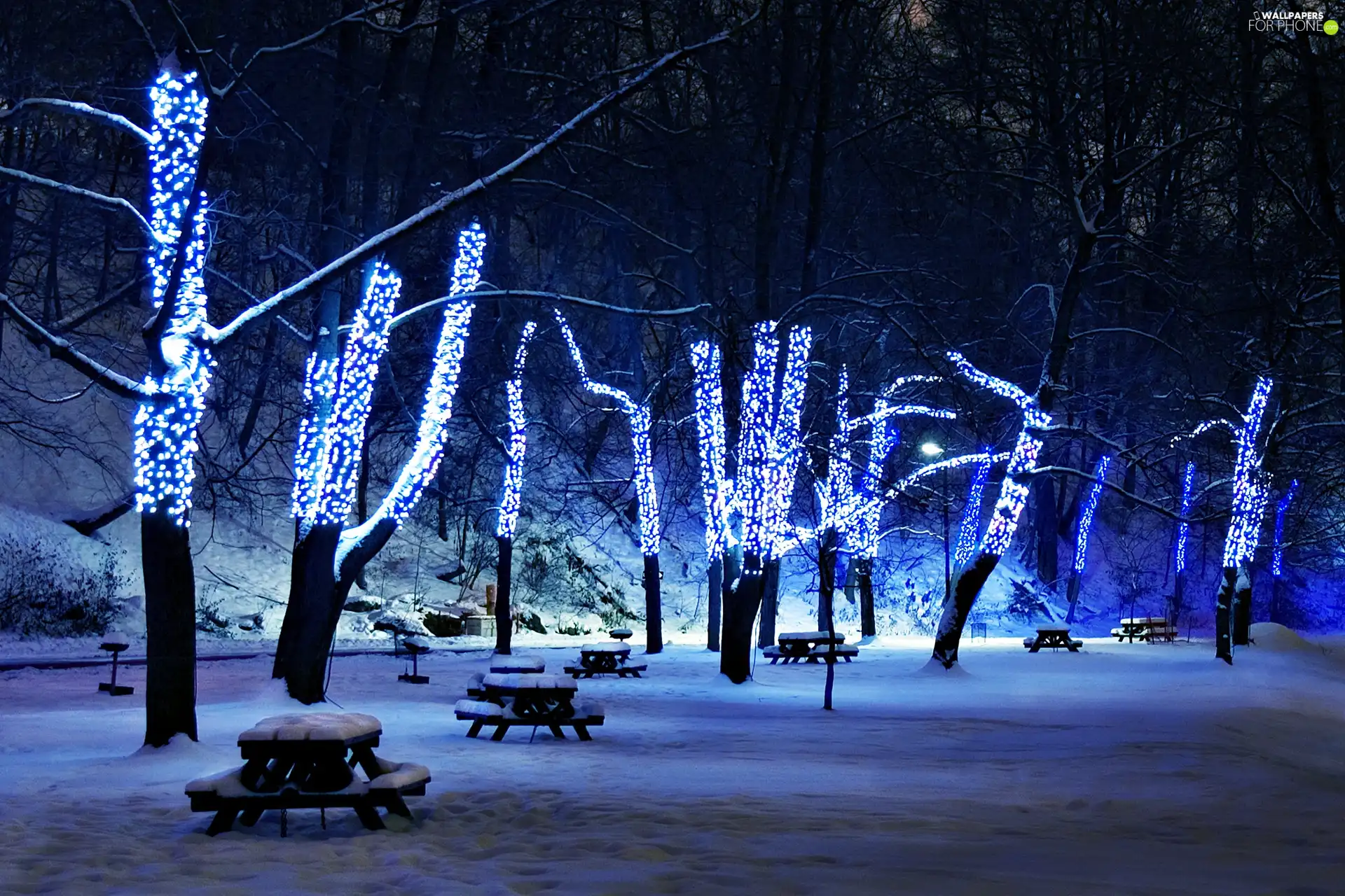 trees, Blue, lights, viewes