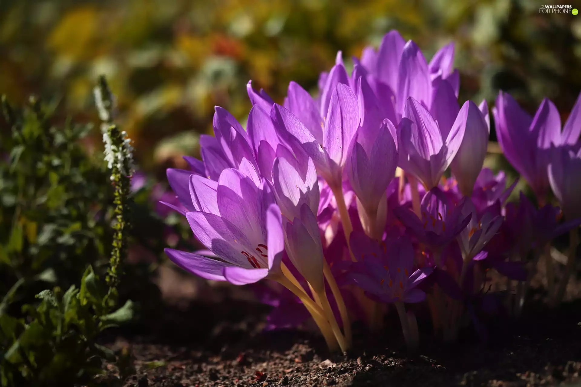 Autumn Crocus, Flowers, lilac