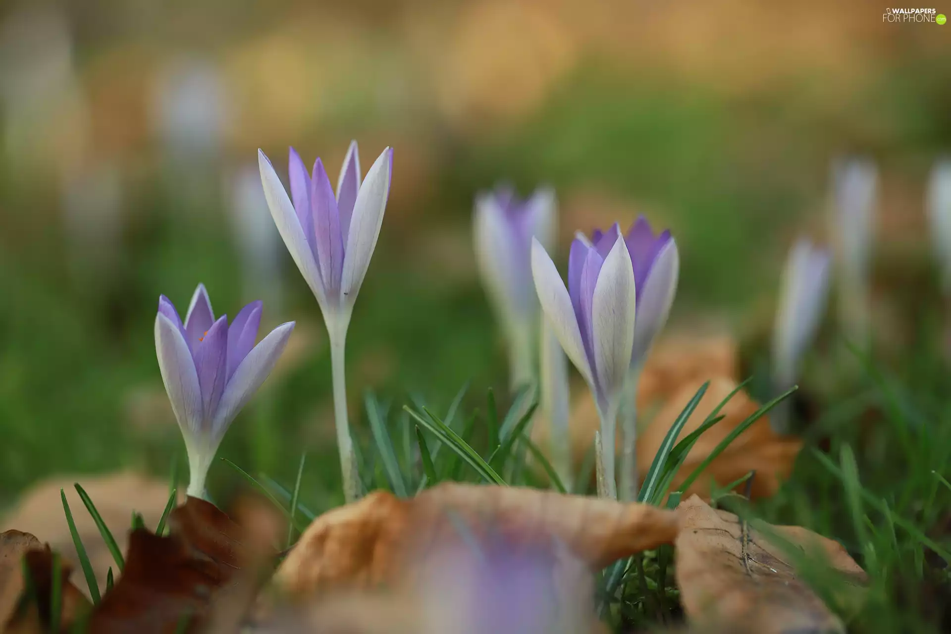 blooming, crocuses, Flowers, lilac