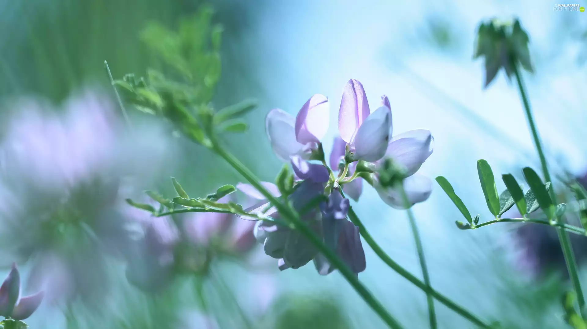Colourfull Flowers, Crownvetch, lilac
