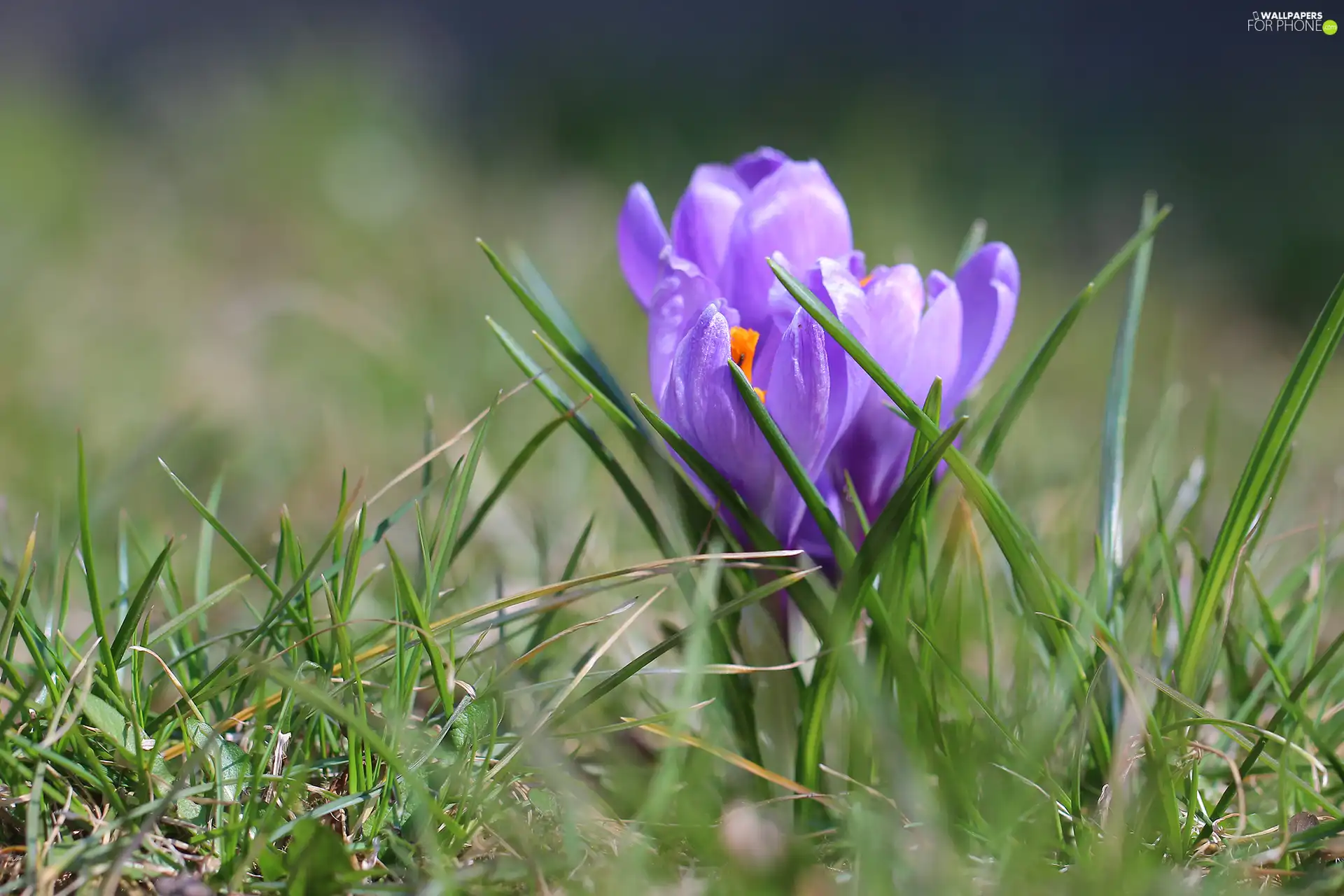 lilac, crocuses