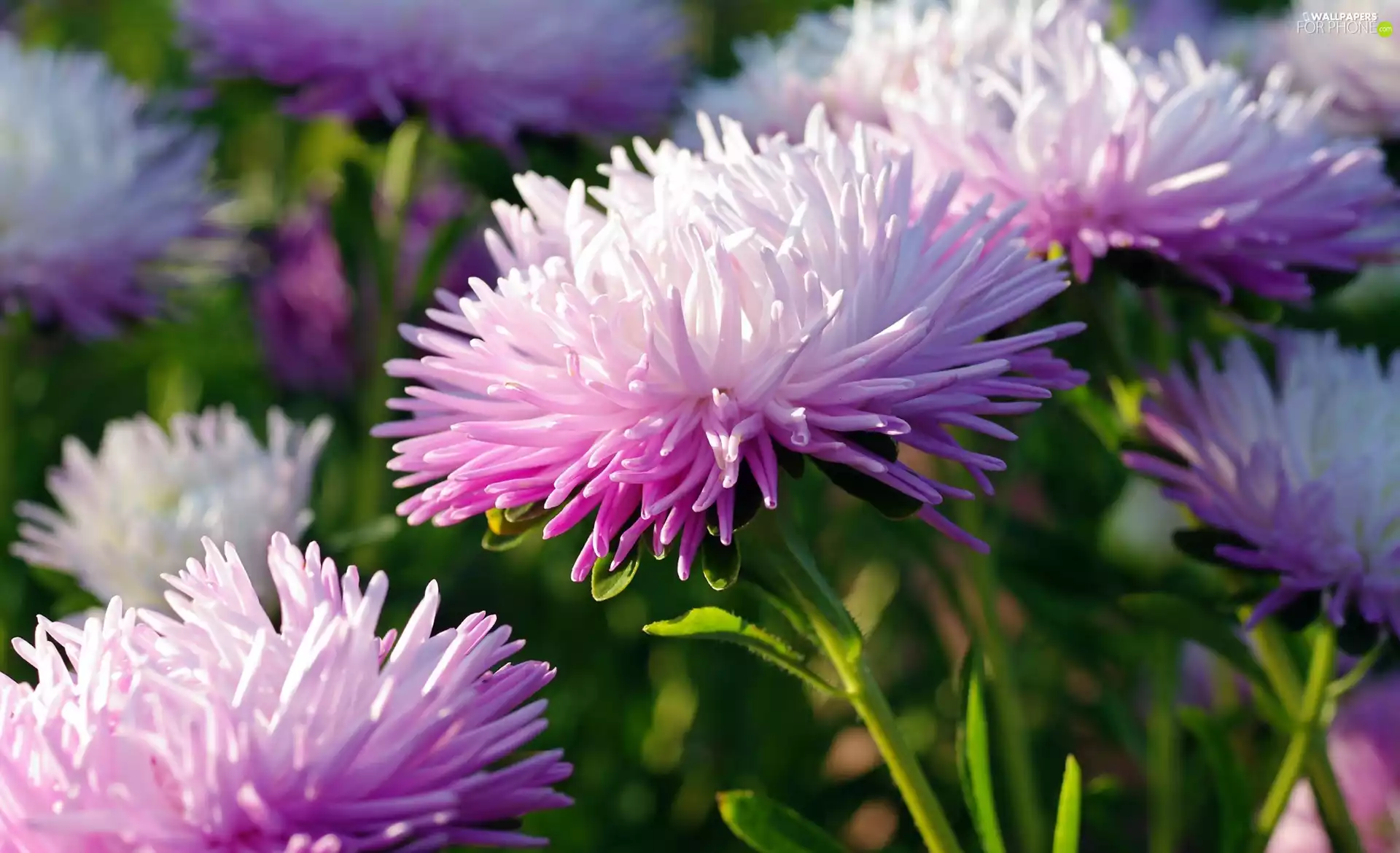 Flowers, Astra, rapprochement, lilac