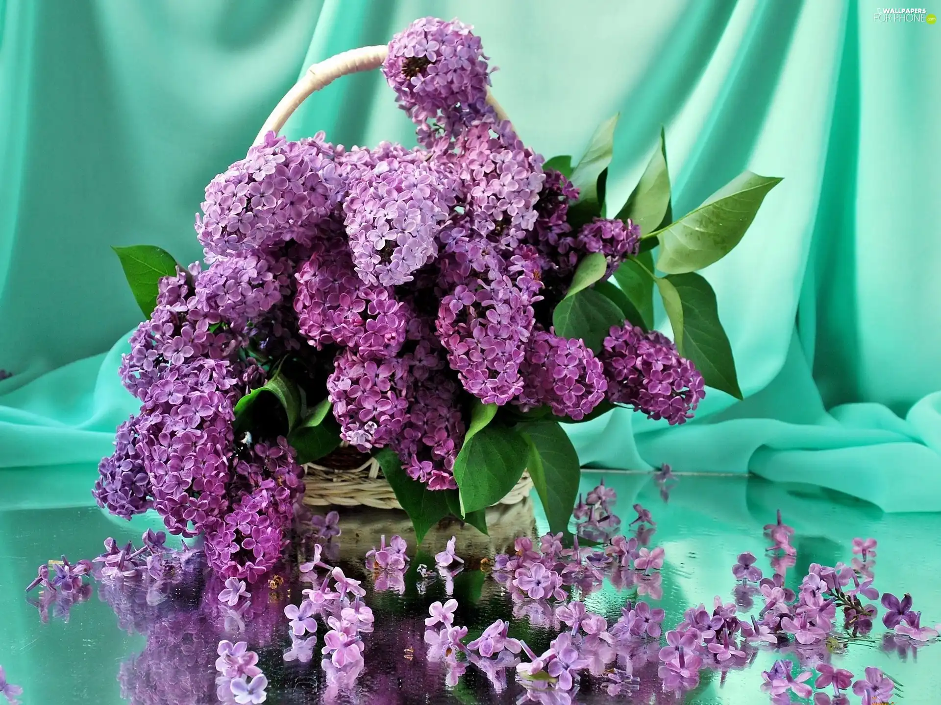 lilac, bouquet, purple