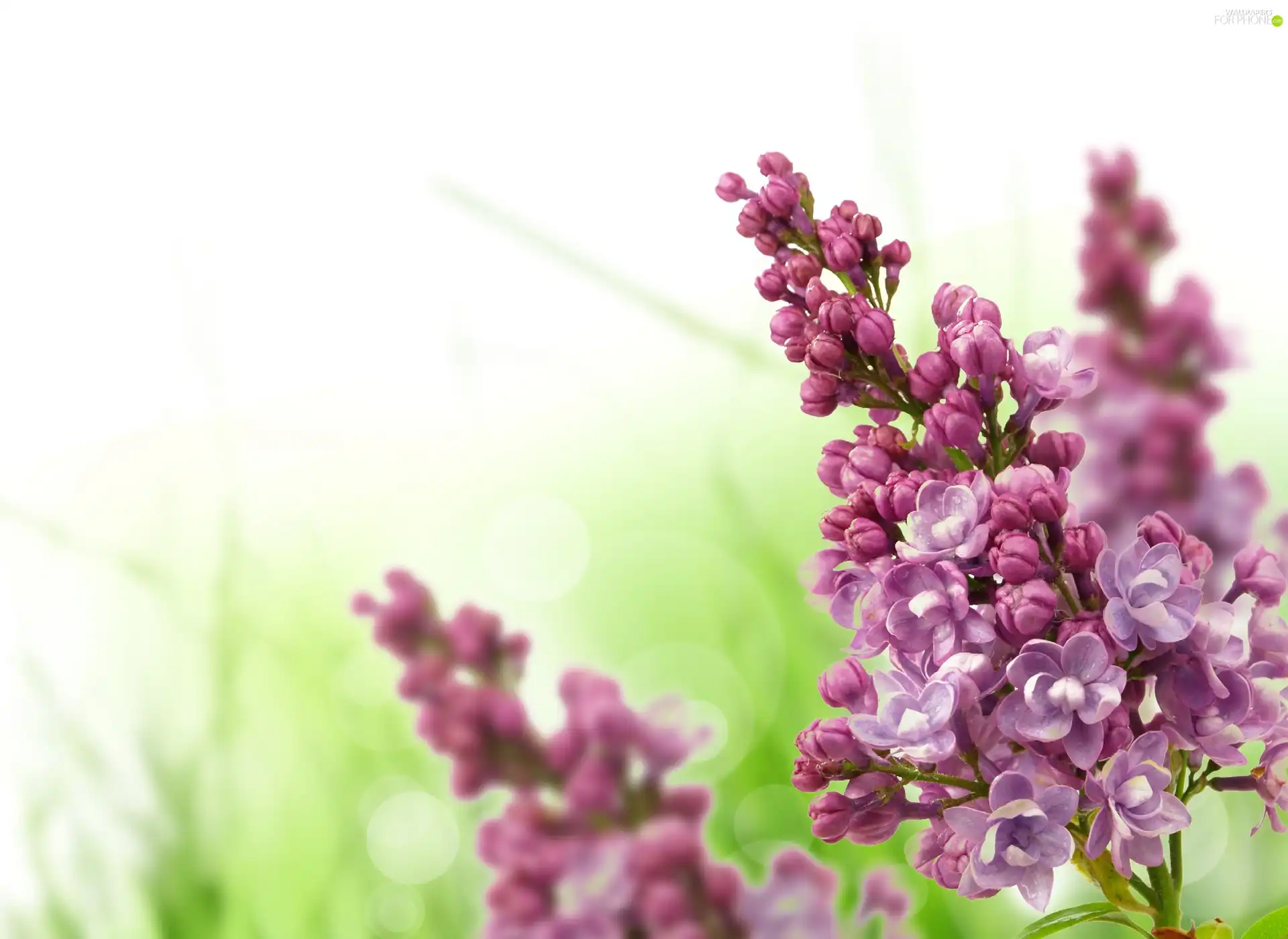 twig, lilac