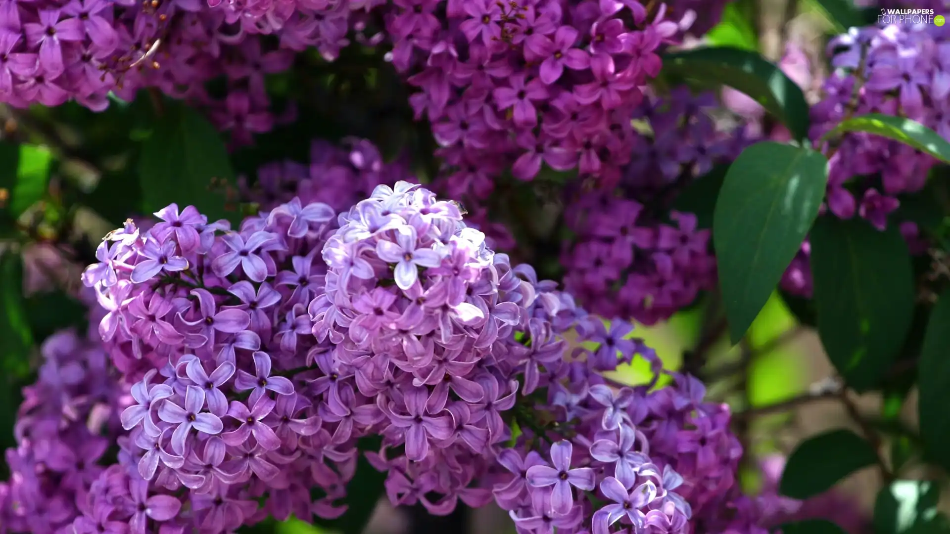 purple, Lilacs