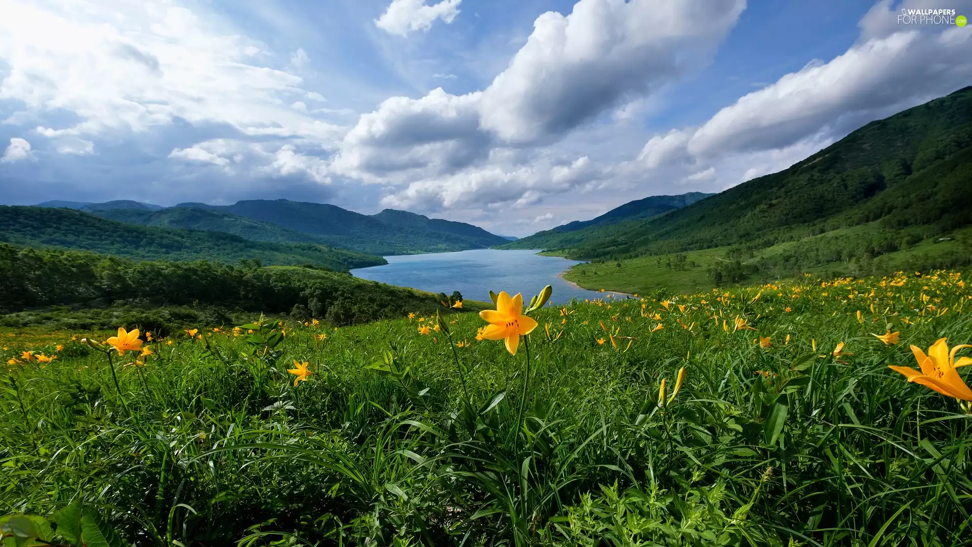 Meadow, The Hills, Yellow, lake, Mountains, Flowers, lilies