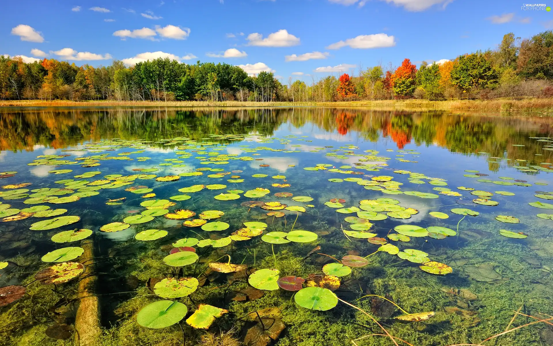 lake, lilies