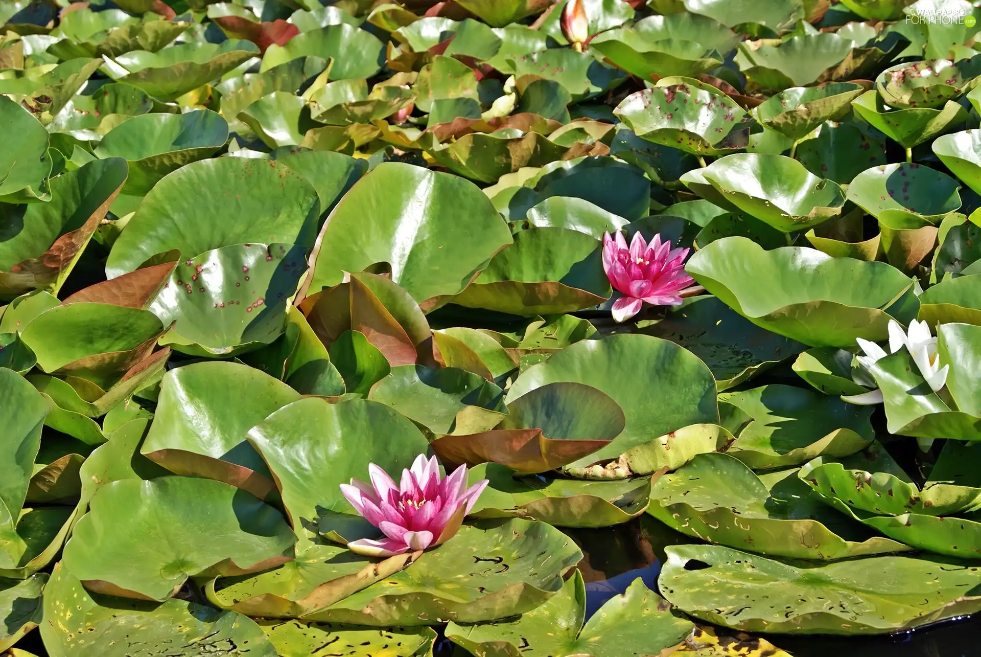 water, Pond - car, lilies