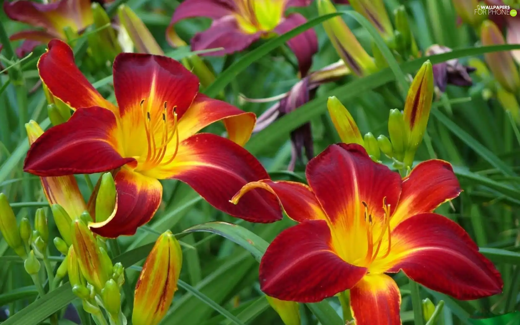 Red, lilies