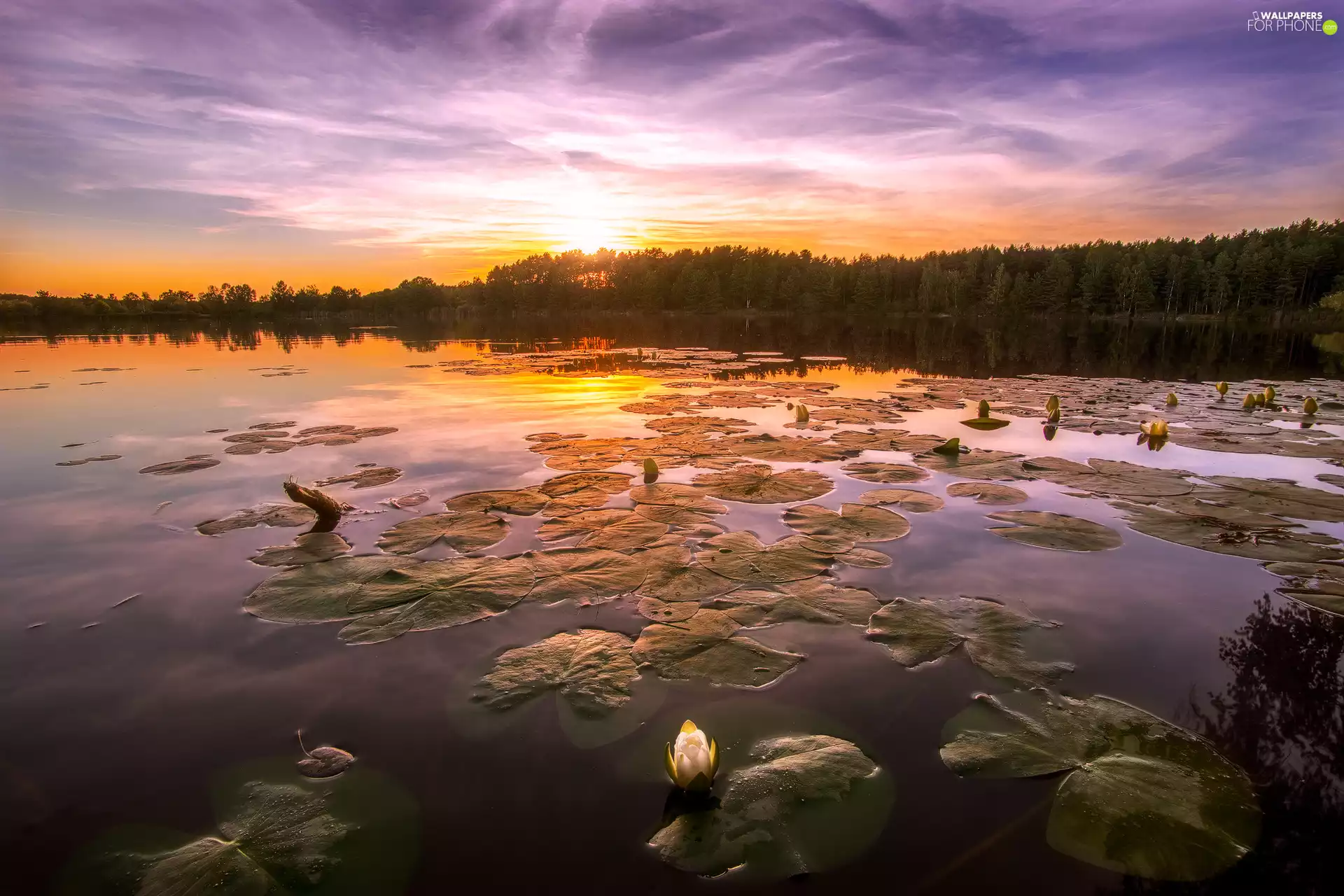 Leaf, lake, Water lilies, Sunrise, Flowers, forest