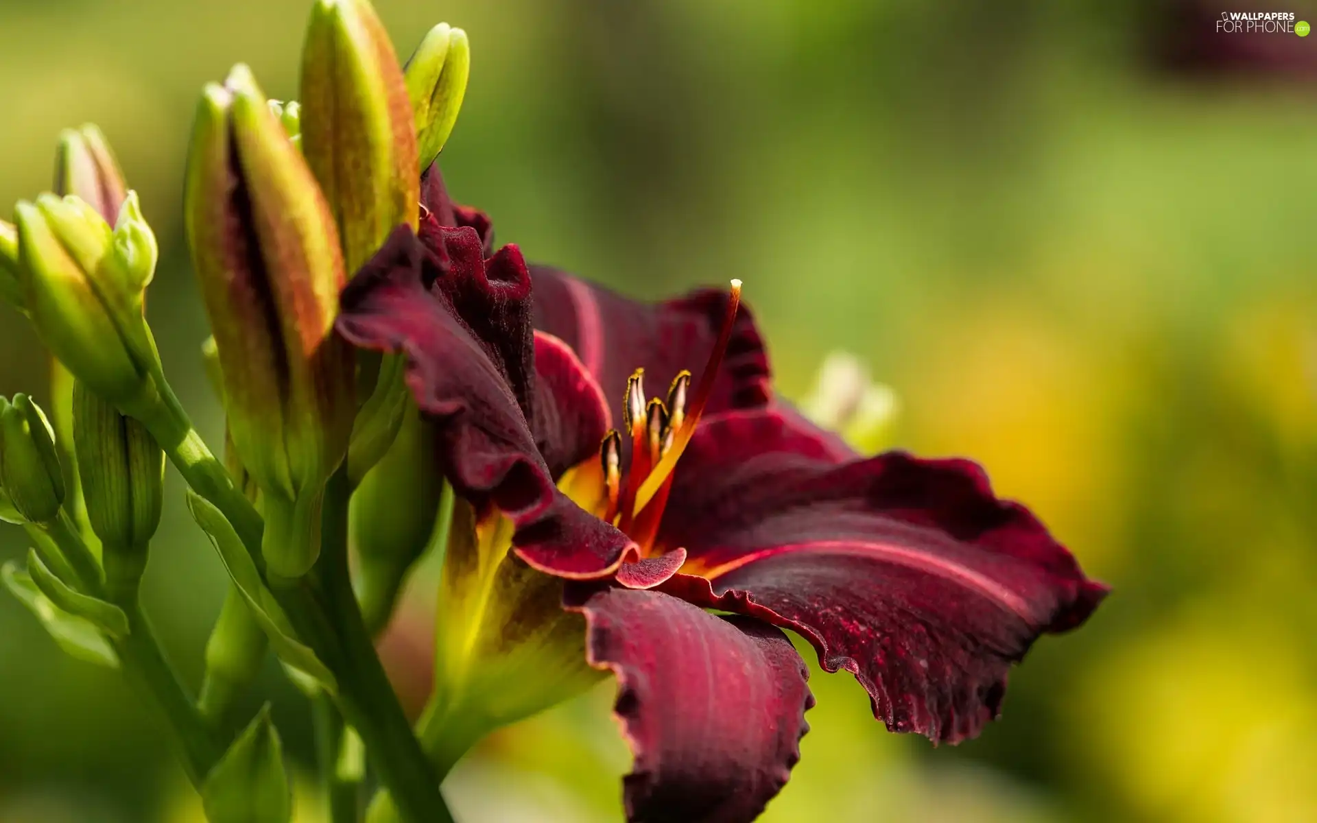 Claret, Lily