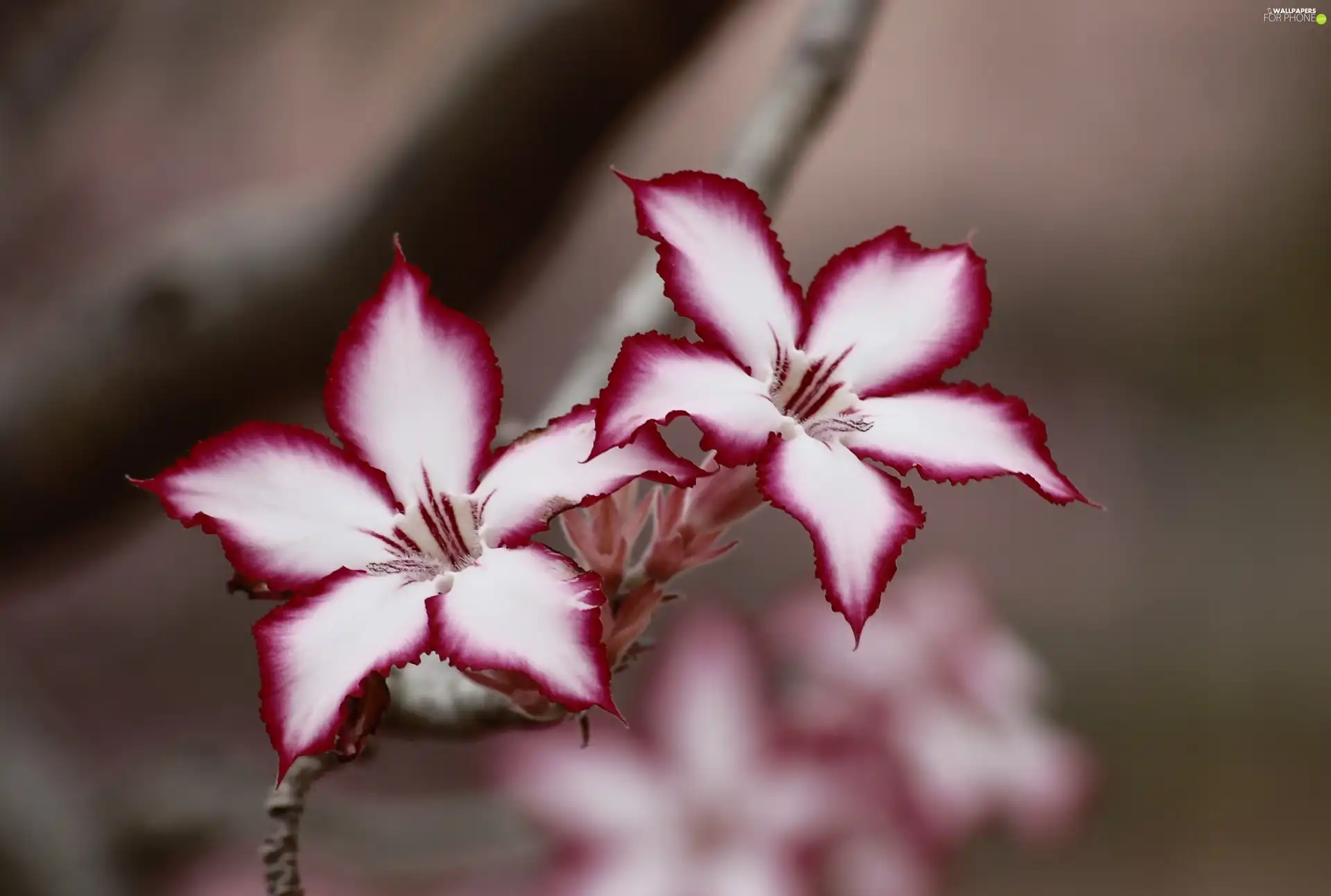 Flowers, Impala Lily