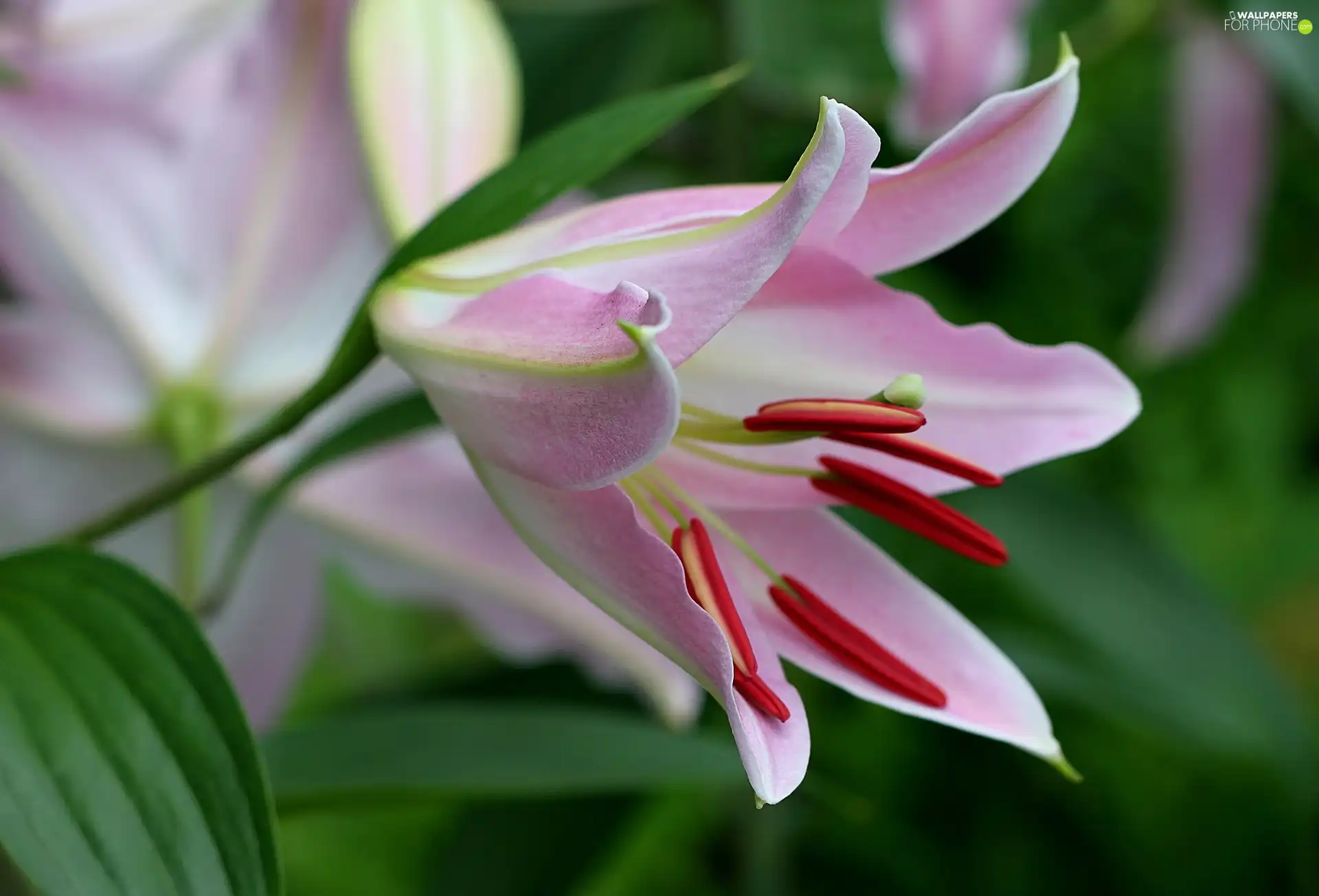 Pink, Lily