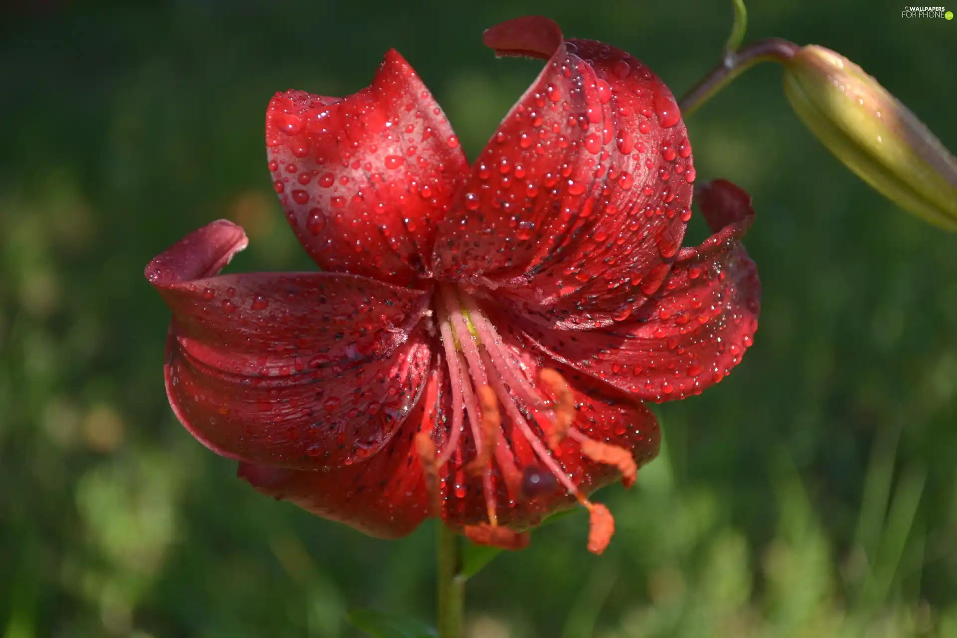 red hot, green ones, background, Tiger lily