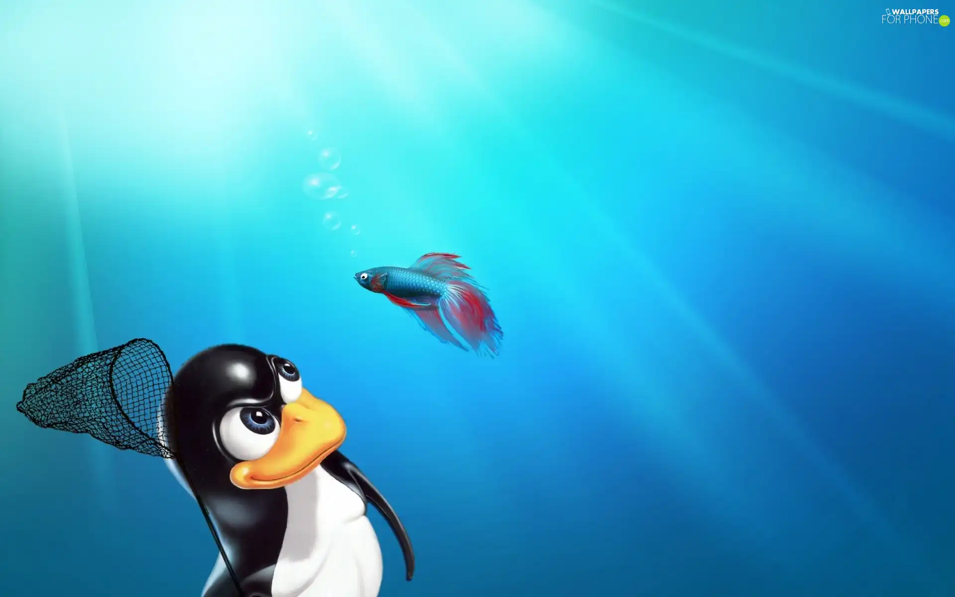 penguin, fighter, Linux, fish