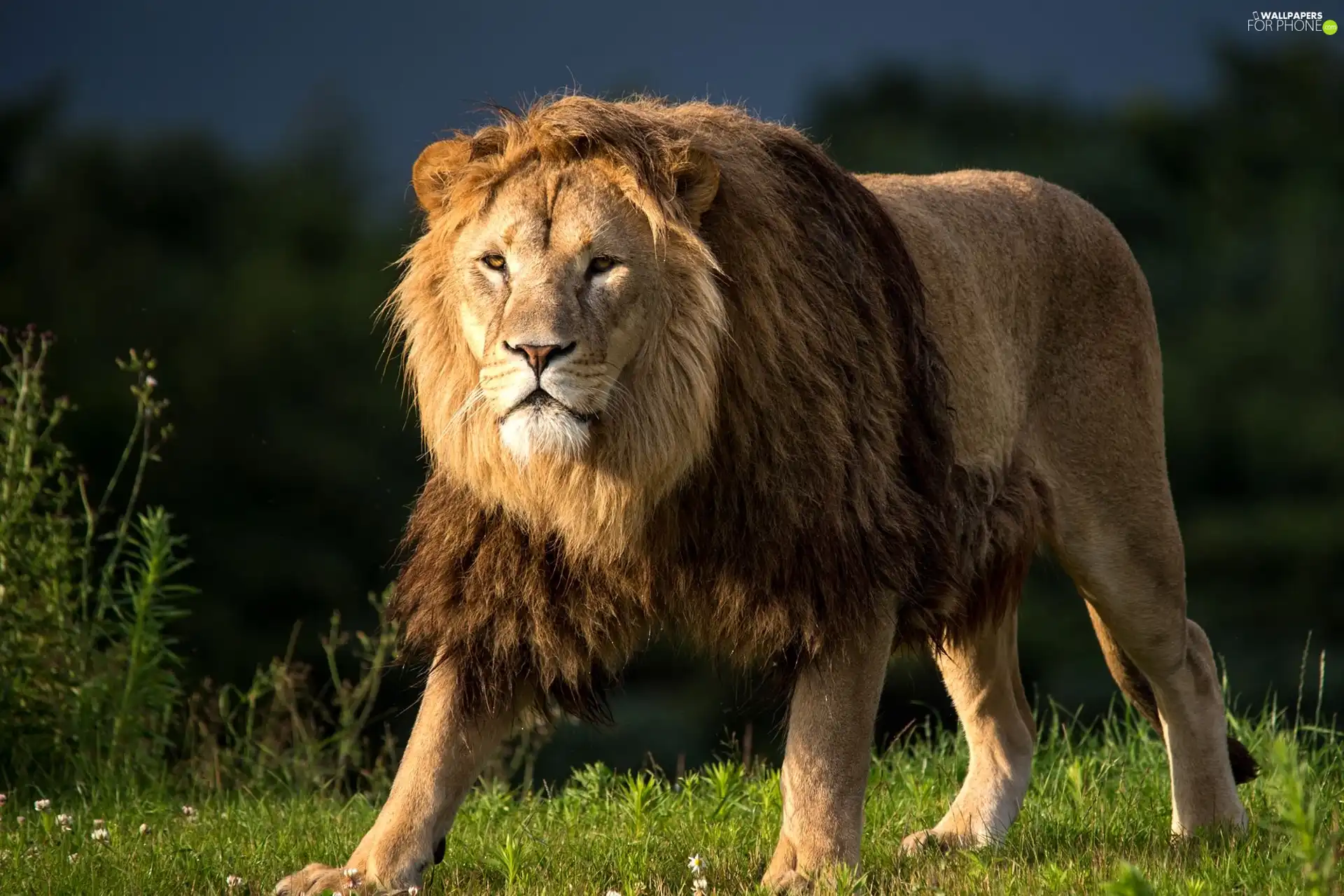 Lion