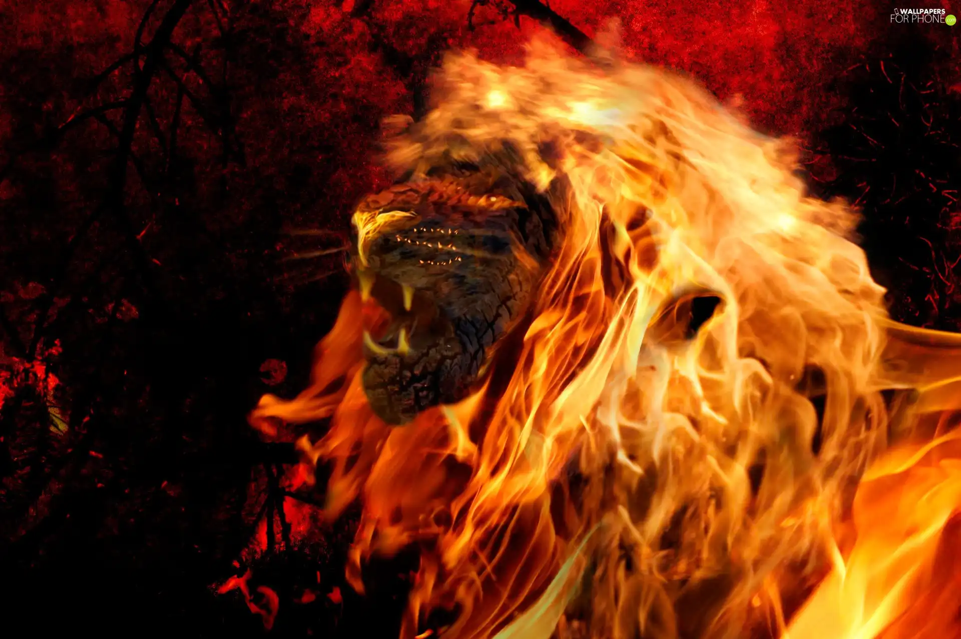 blazing, Lion