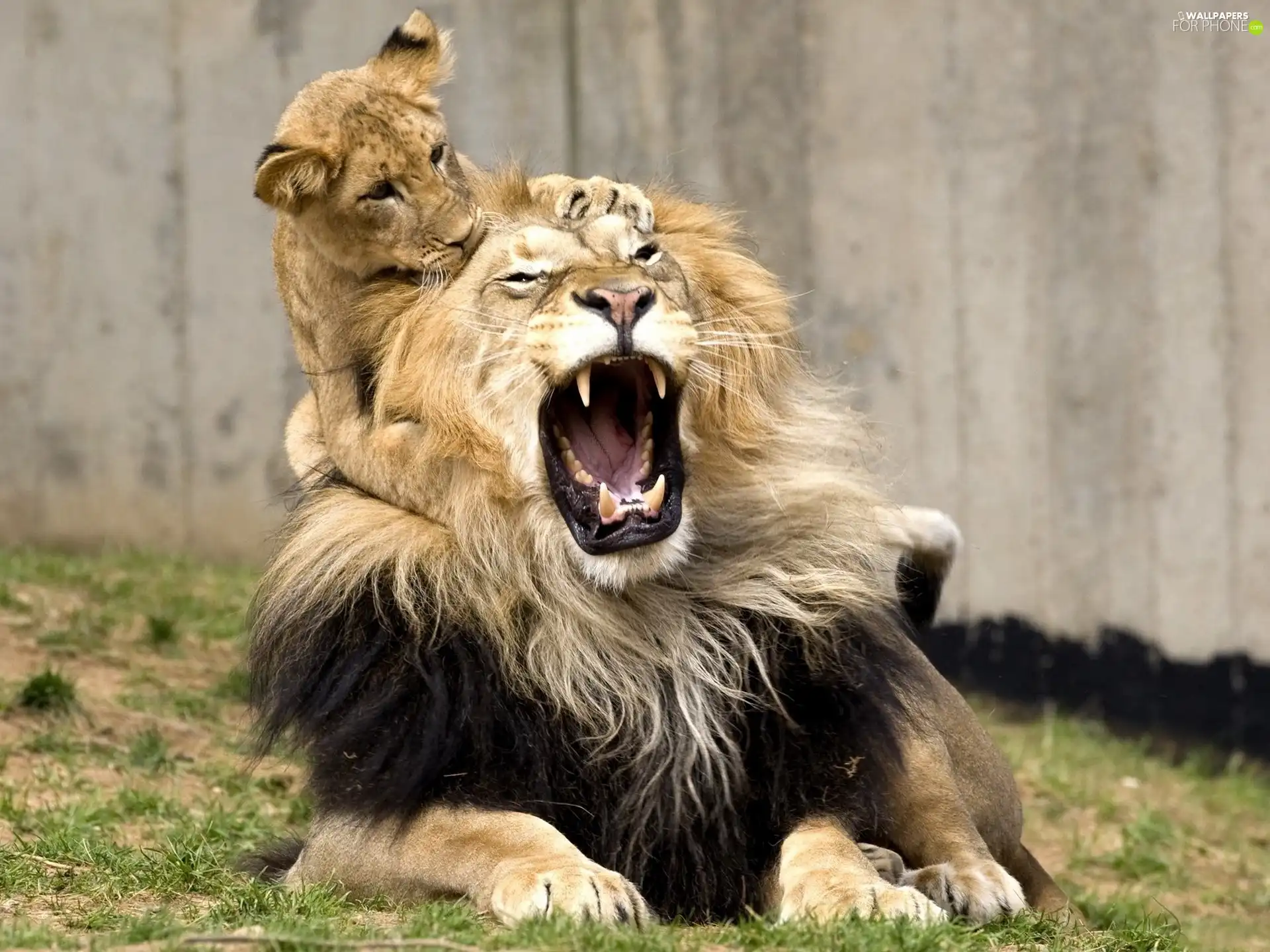 Lion, little doggies, lion, Teeth