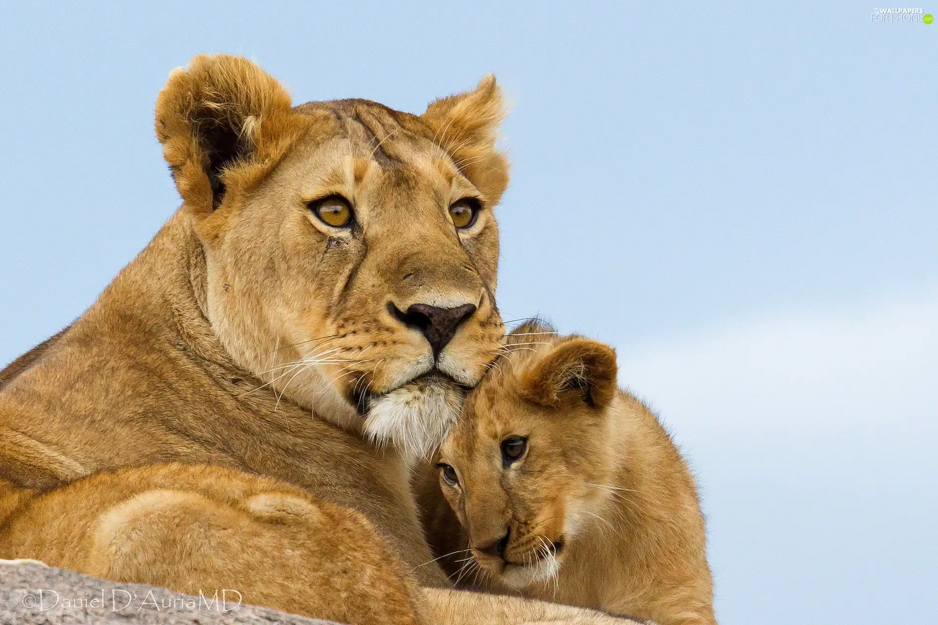 Lioness, lion
