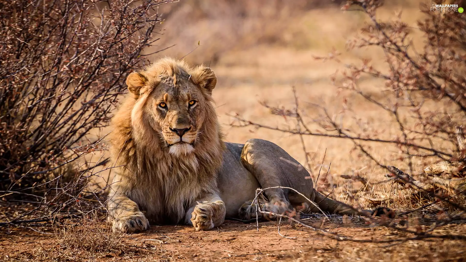 lying, Twigs, Bush, Lion