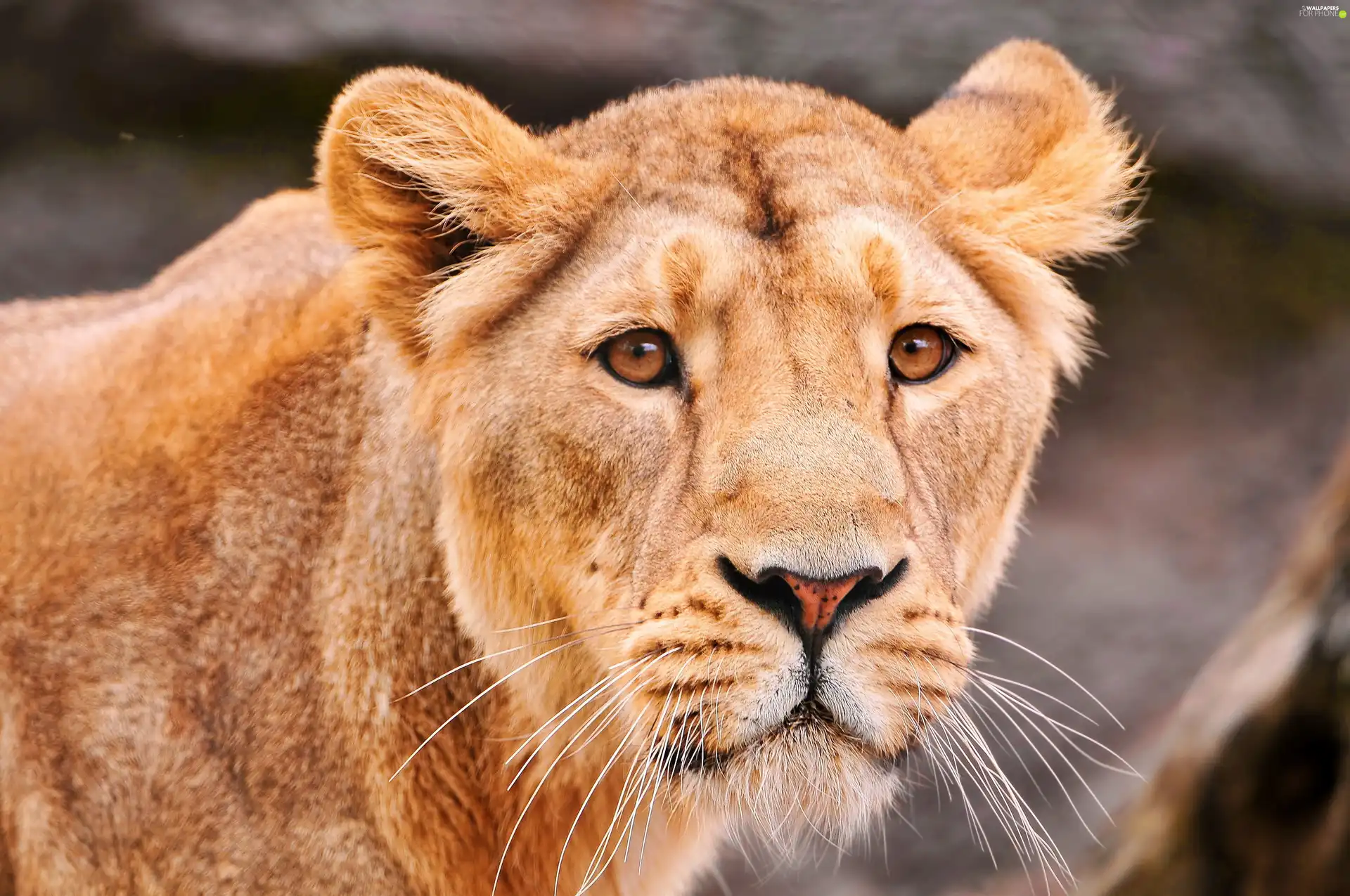 head, lioness
