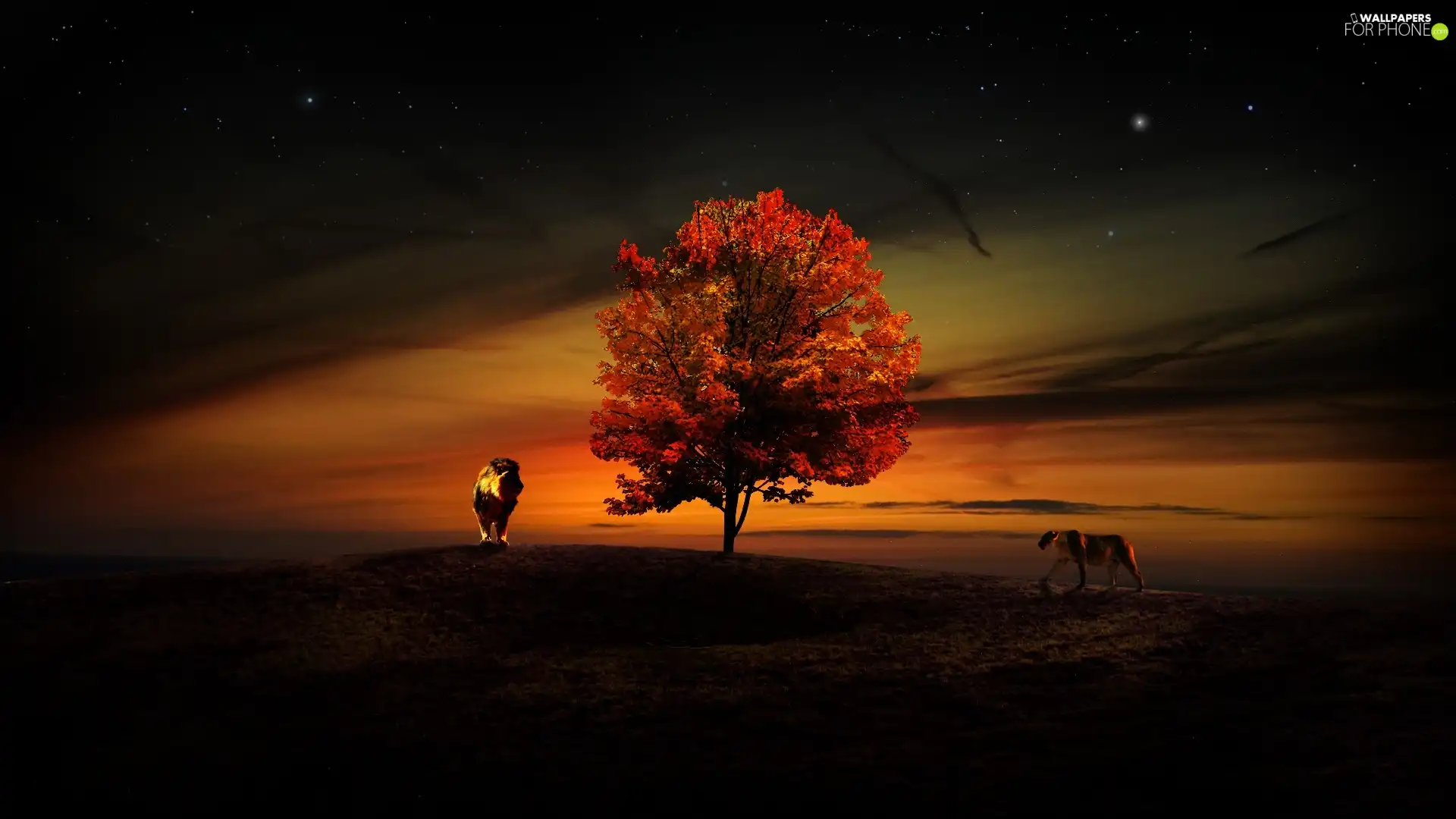 Lioness, trees, Lion