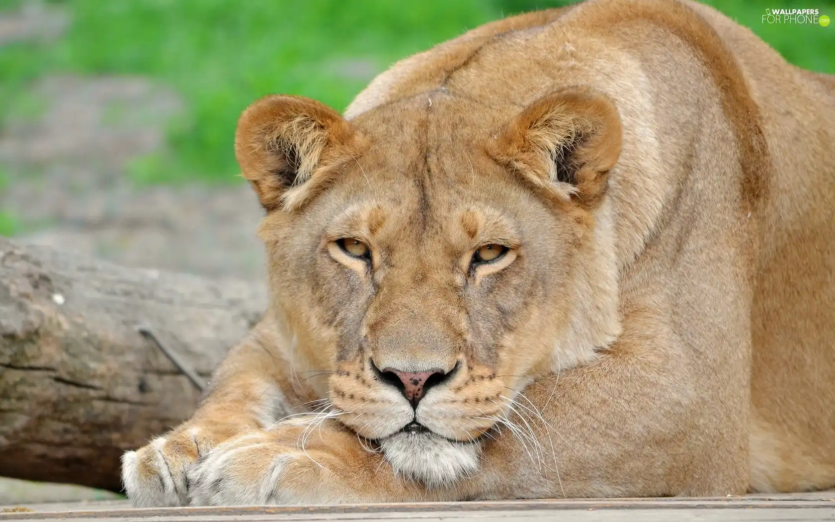 Resting, Lioness