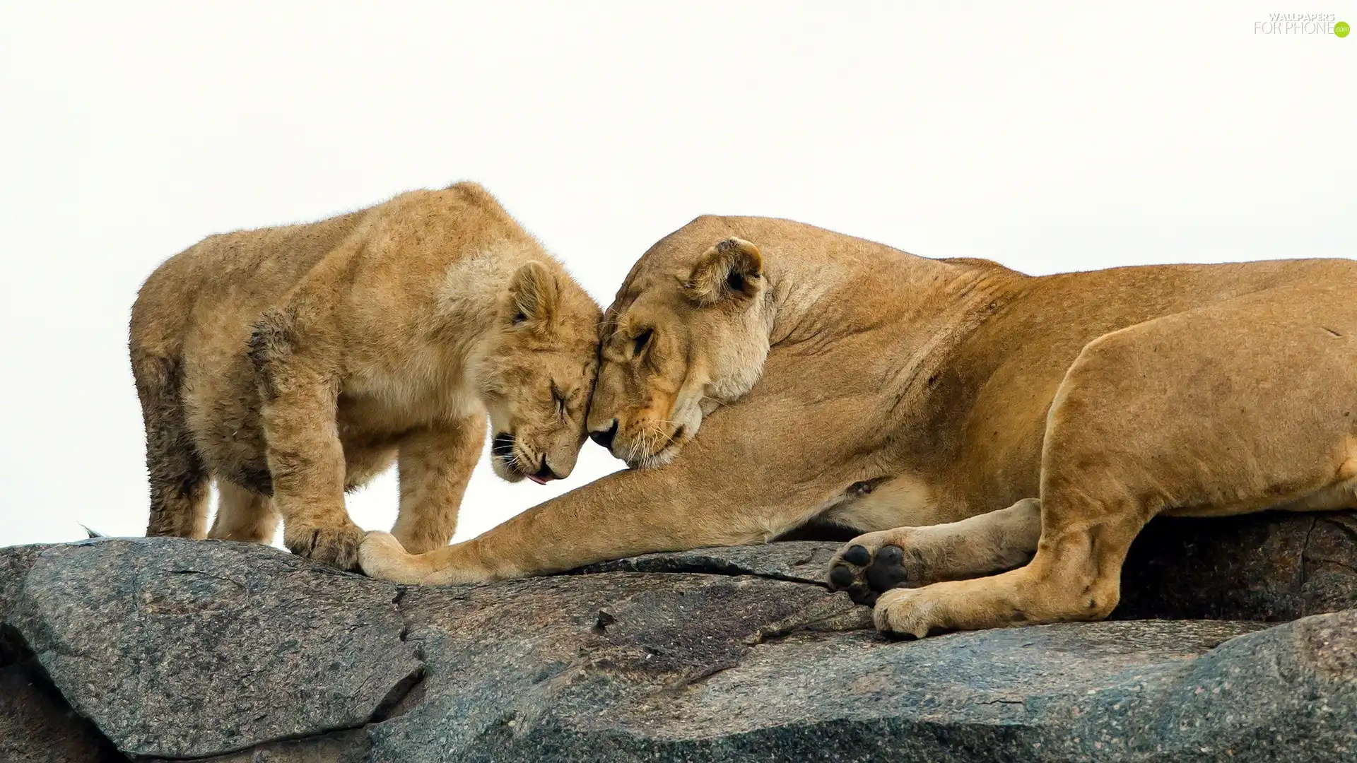 Rocks, Two cars, lions