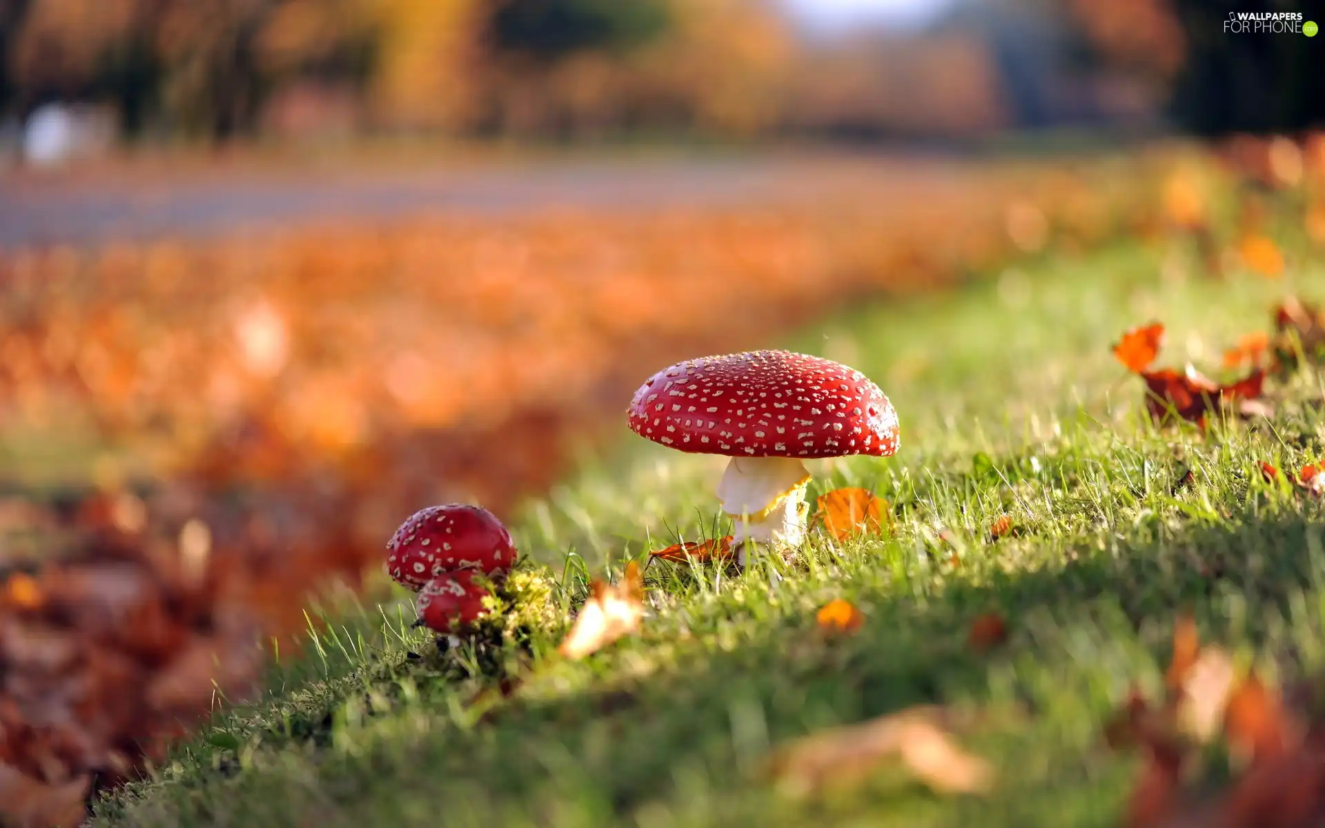 litter, mushrooms, grass