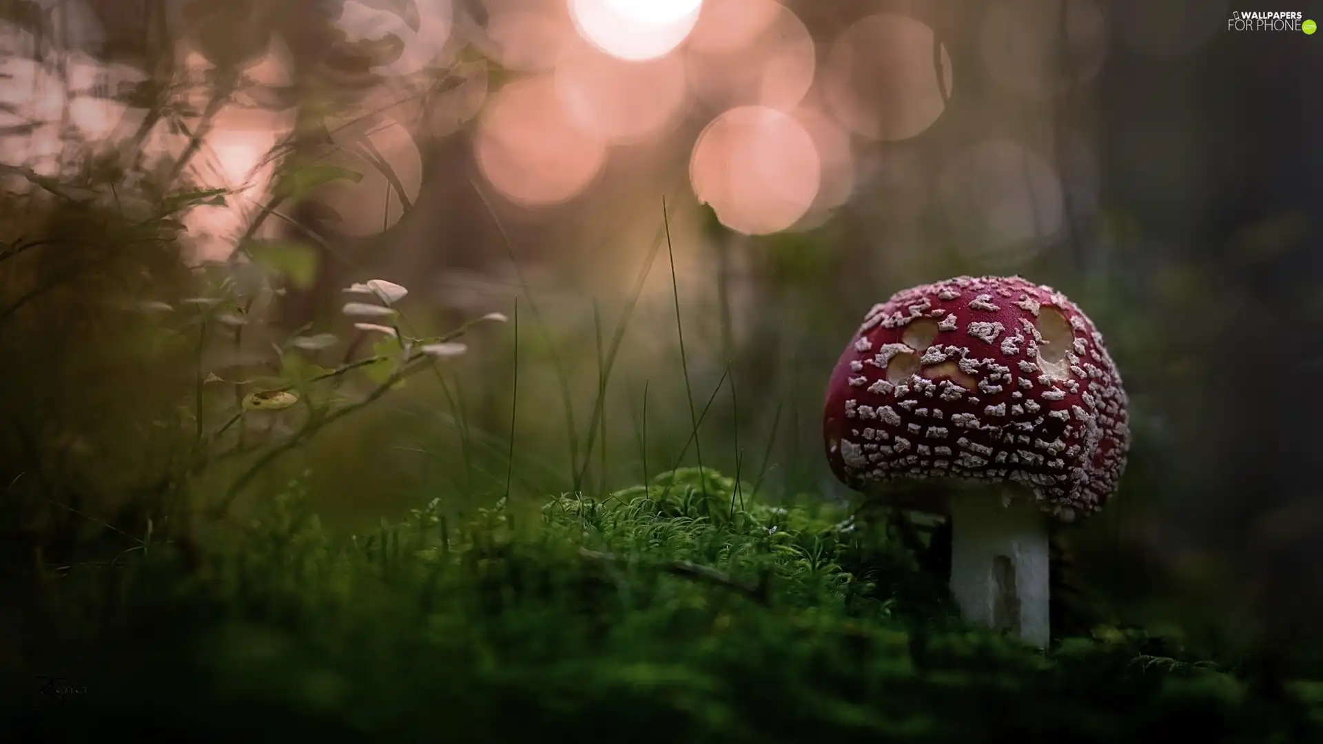 litter, Plants, toadstool, Red, Mushrooms