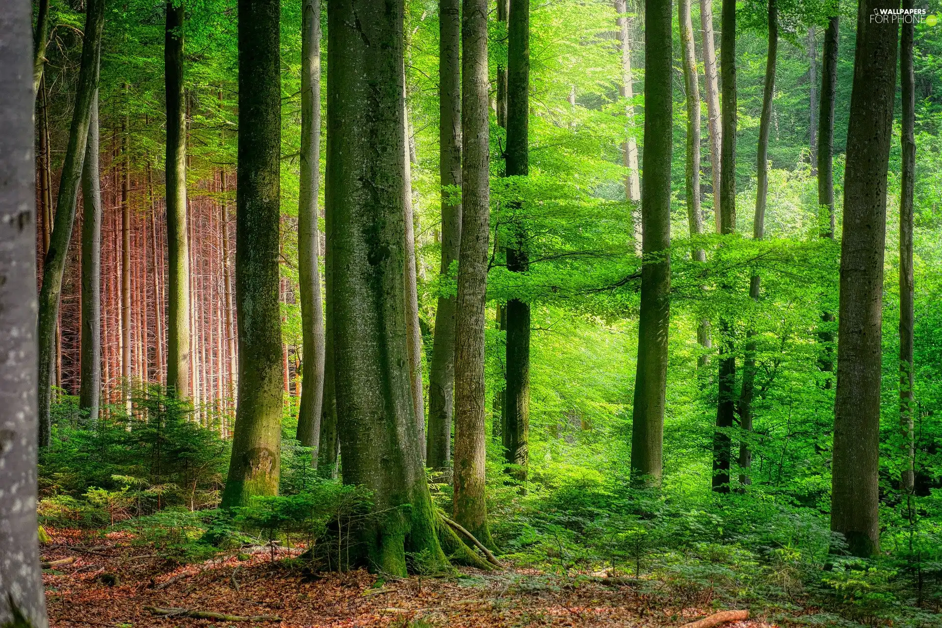 Leaf, litter, trees, viewes, forest