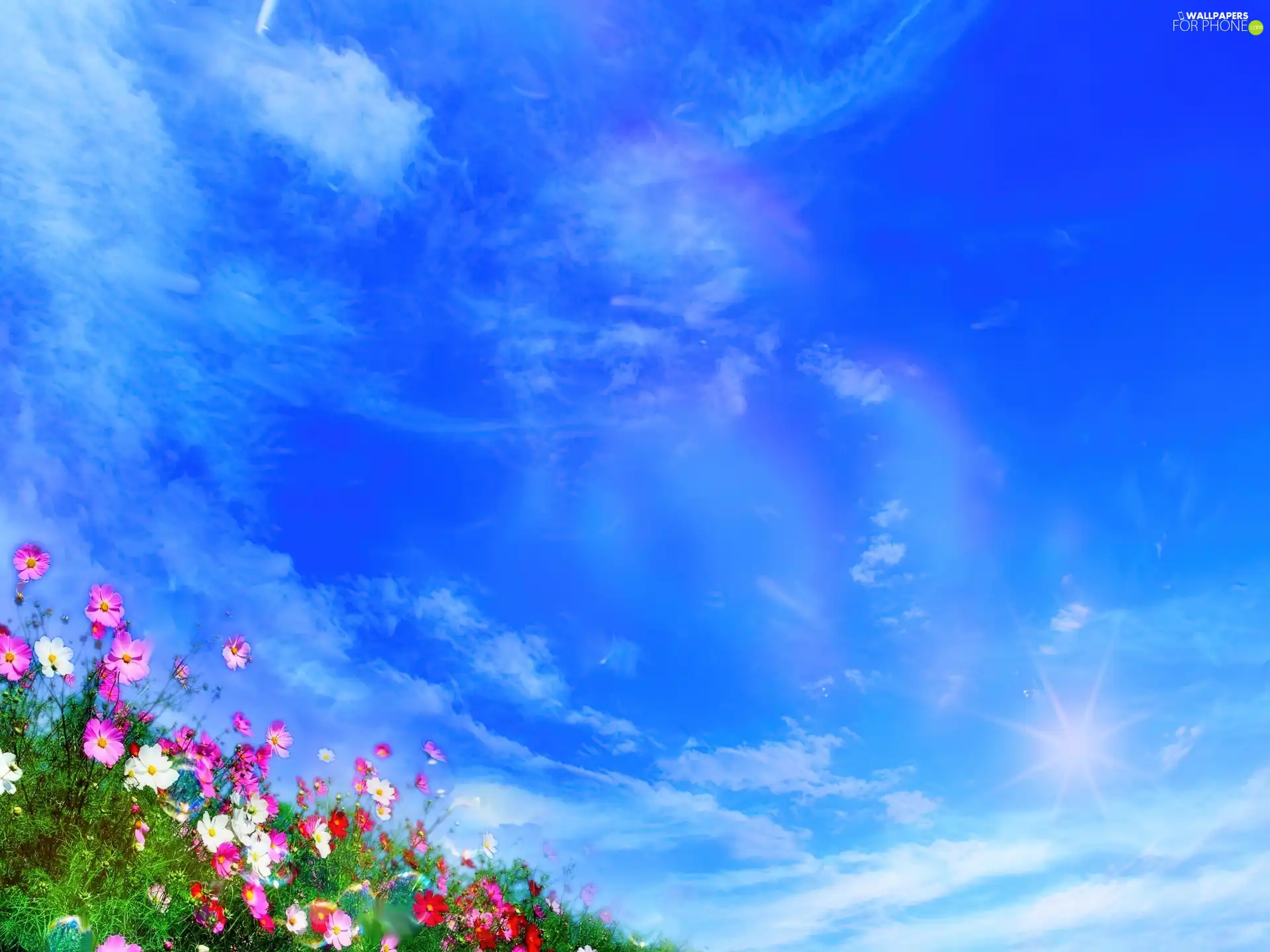 little doggies, clouds, azure, Heaven, Flowers