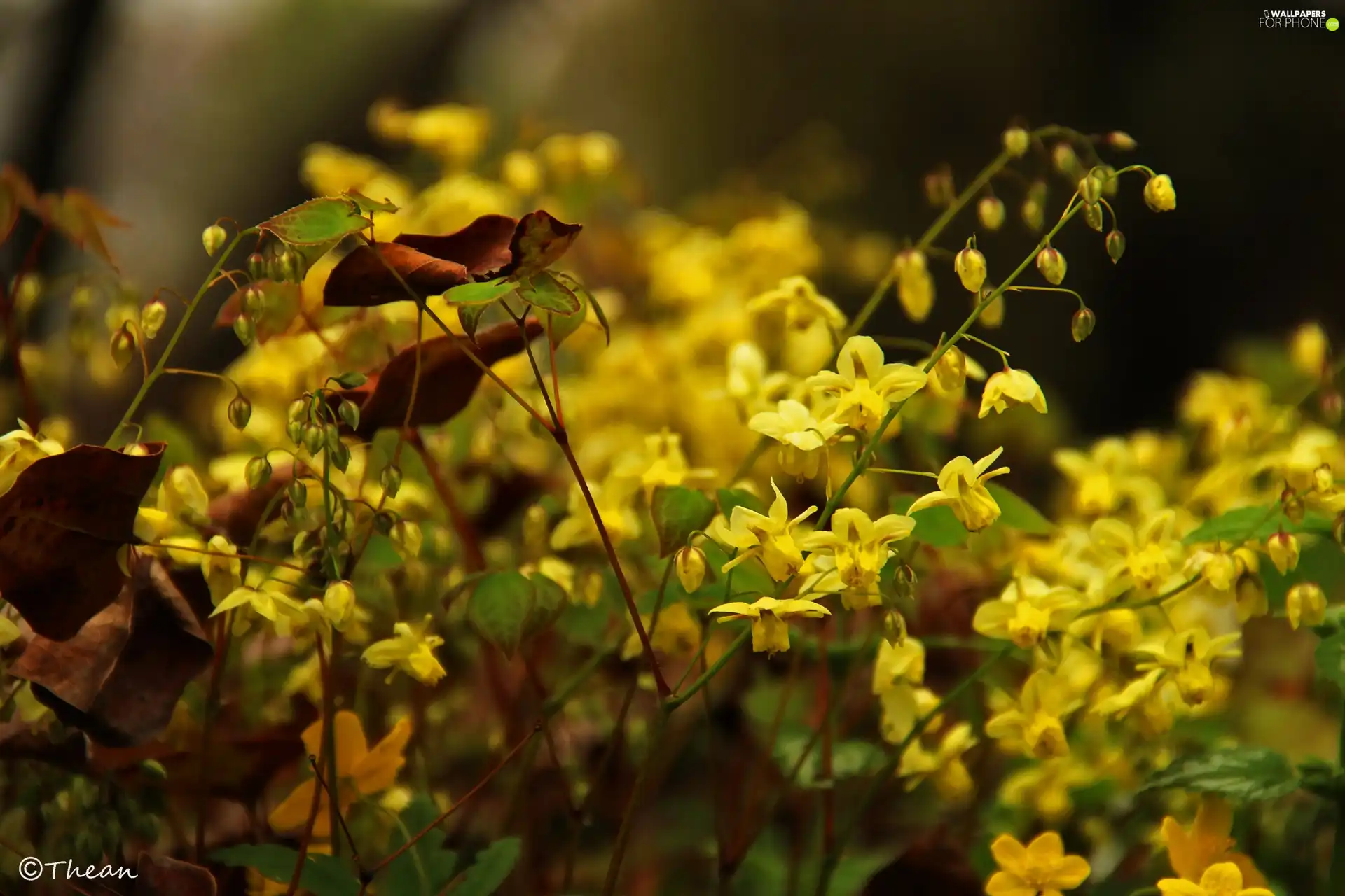 Flowers, Yellow, little doggies