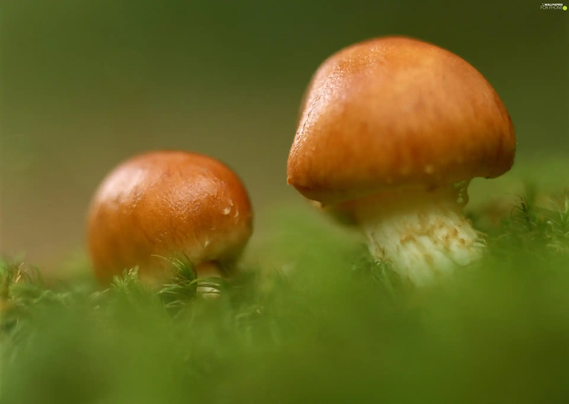 mushroom, Two cars, little doggies