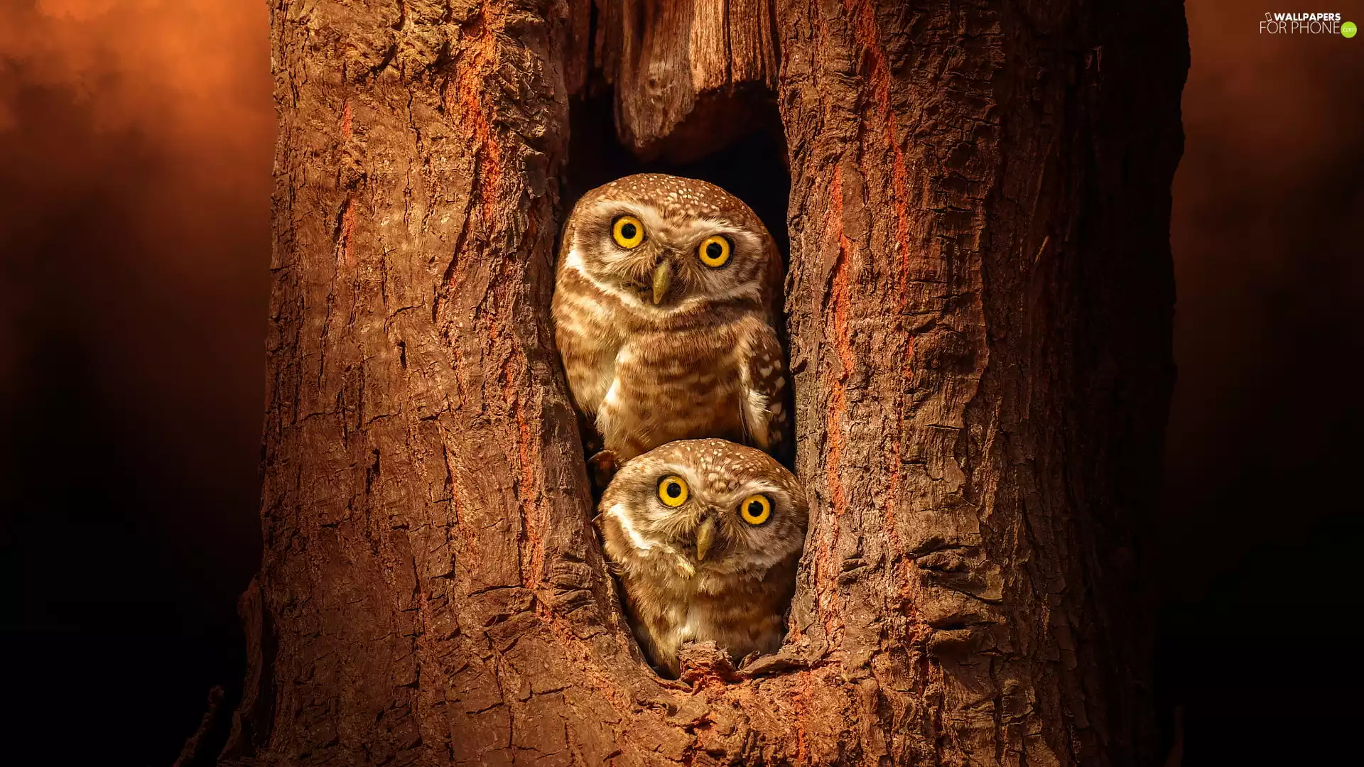 trees, hollow, Owls, Little Owl, Two