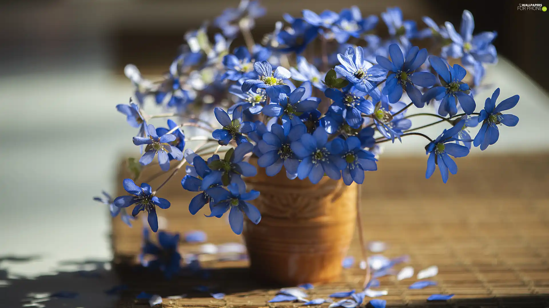 Flowers, Vase, blur, Liverworts