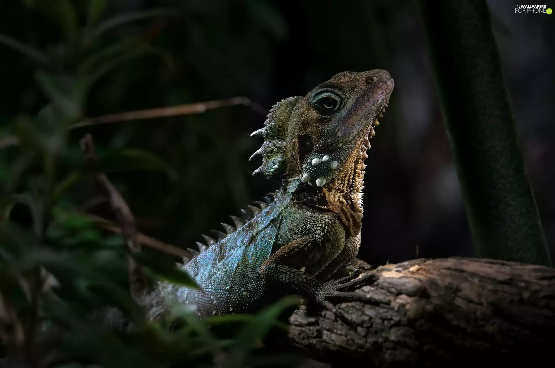 branch, Plants, Common Green Forest Lizard, Agama, lizard