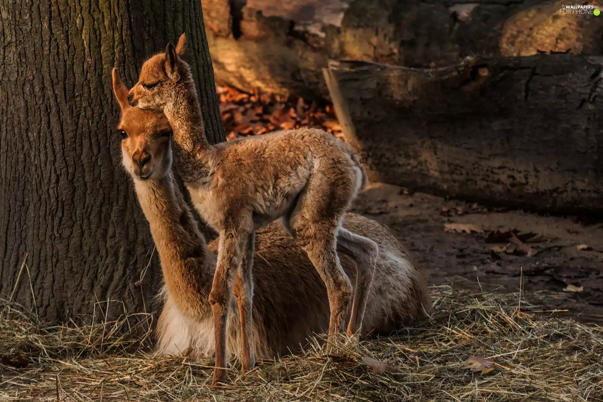 Two, young, lame, llama