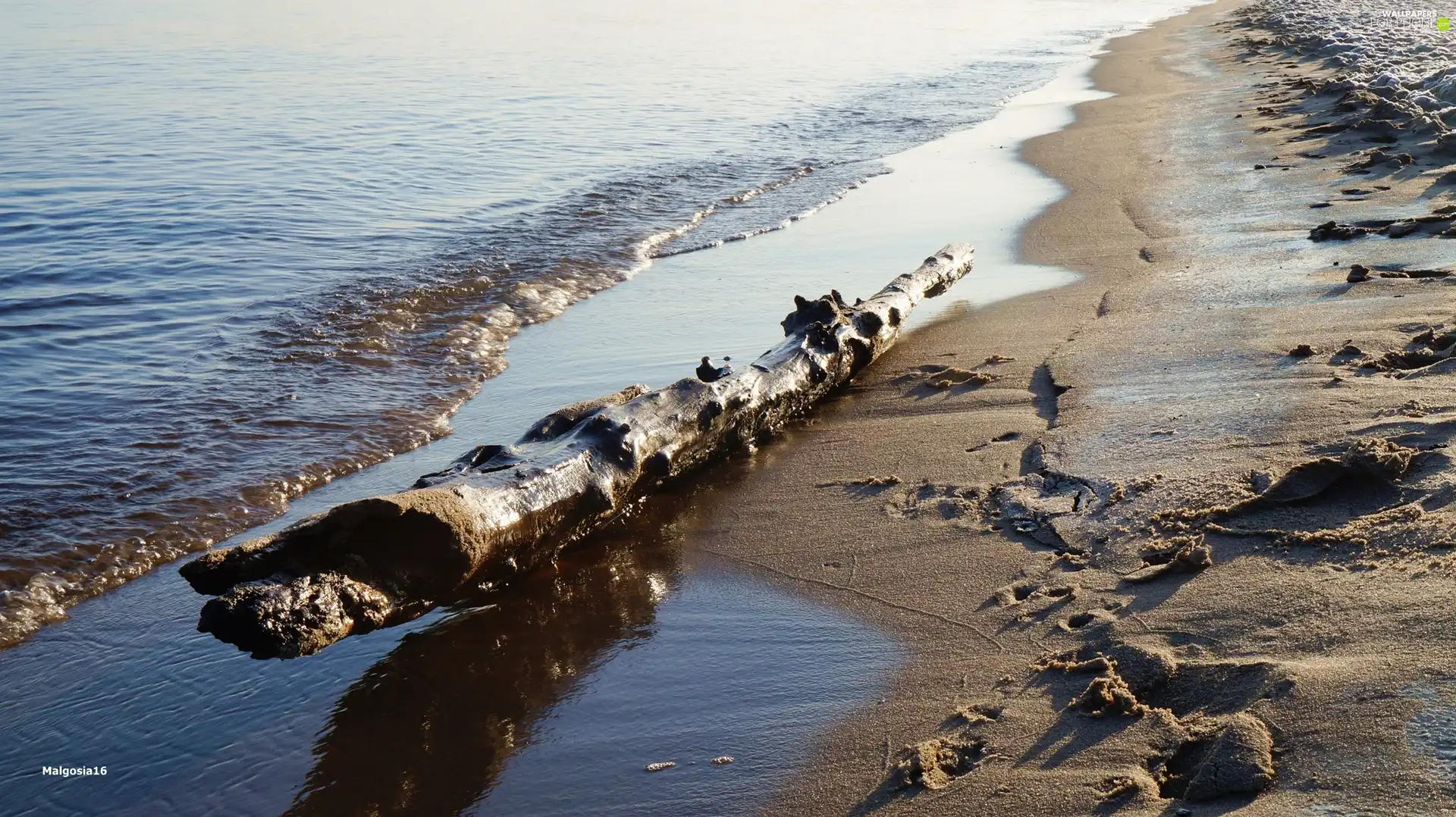 sea, Wooden, log, Beaches