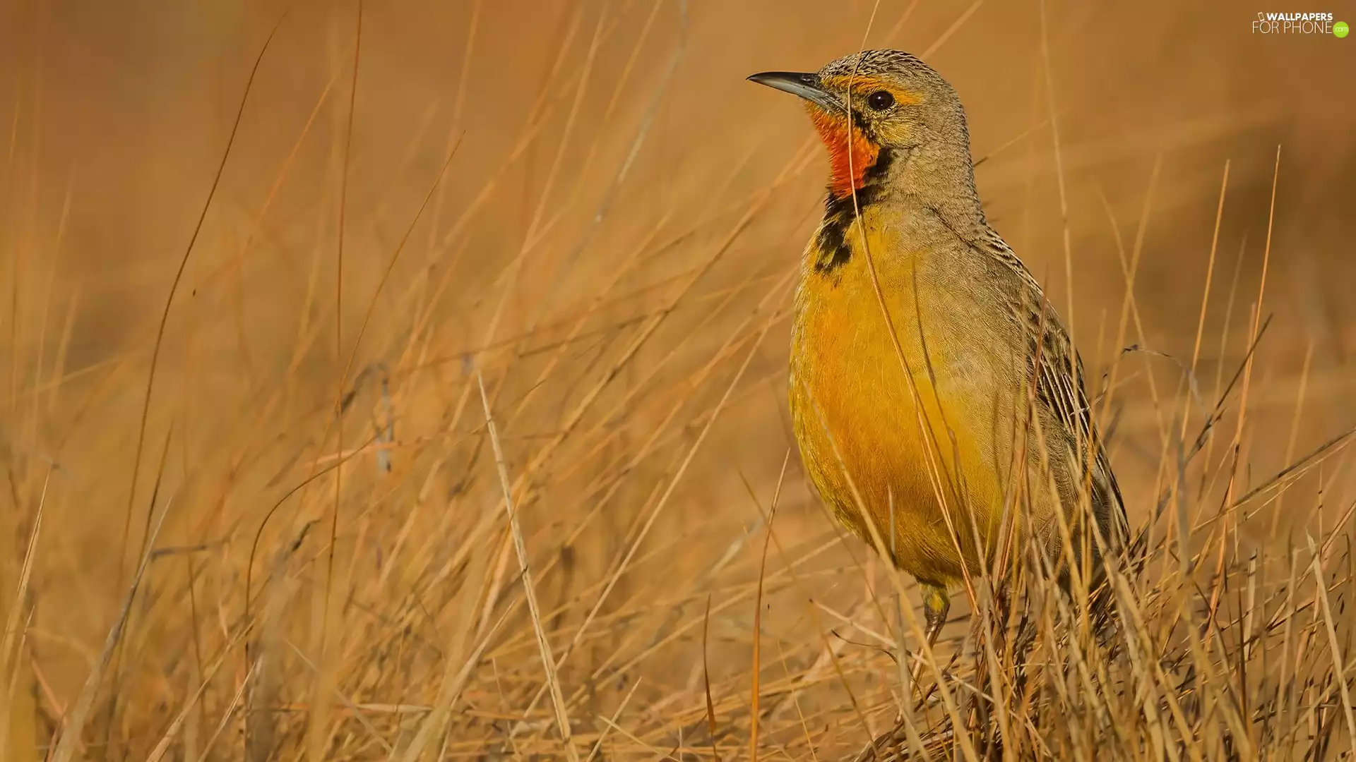 grass, Bird, Cape longclaw