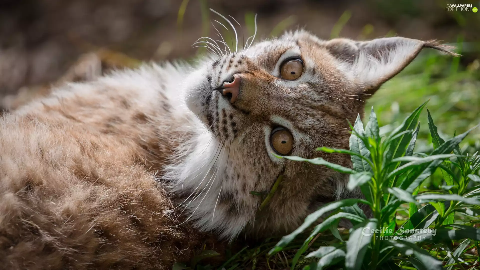 Plants, Lynx, The look