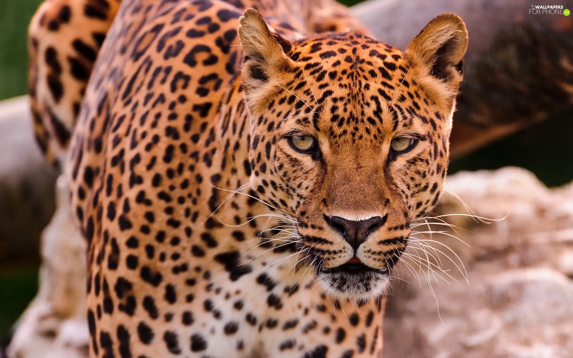 Leopards, The look