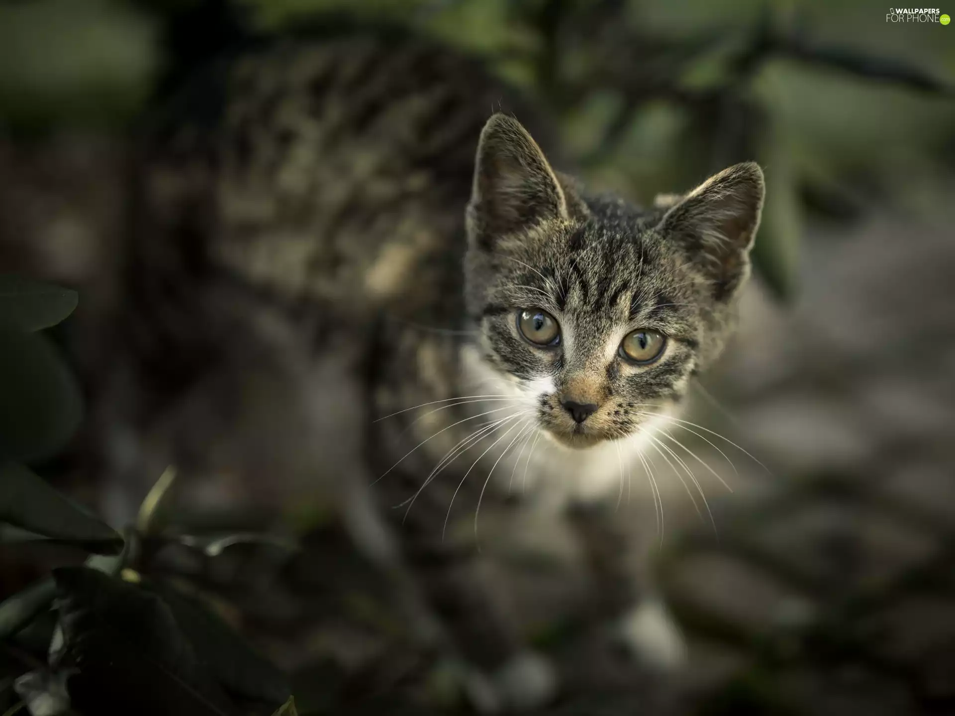 Grey-White, The look, blurry background, kitten