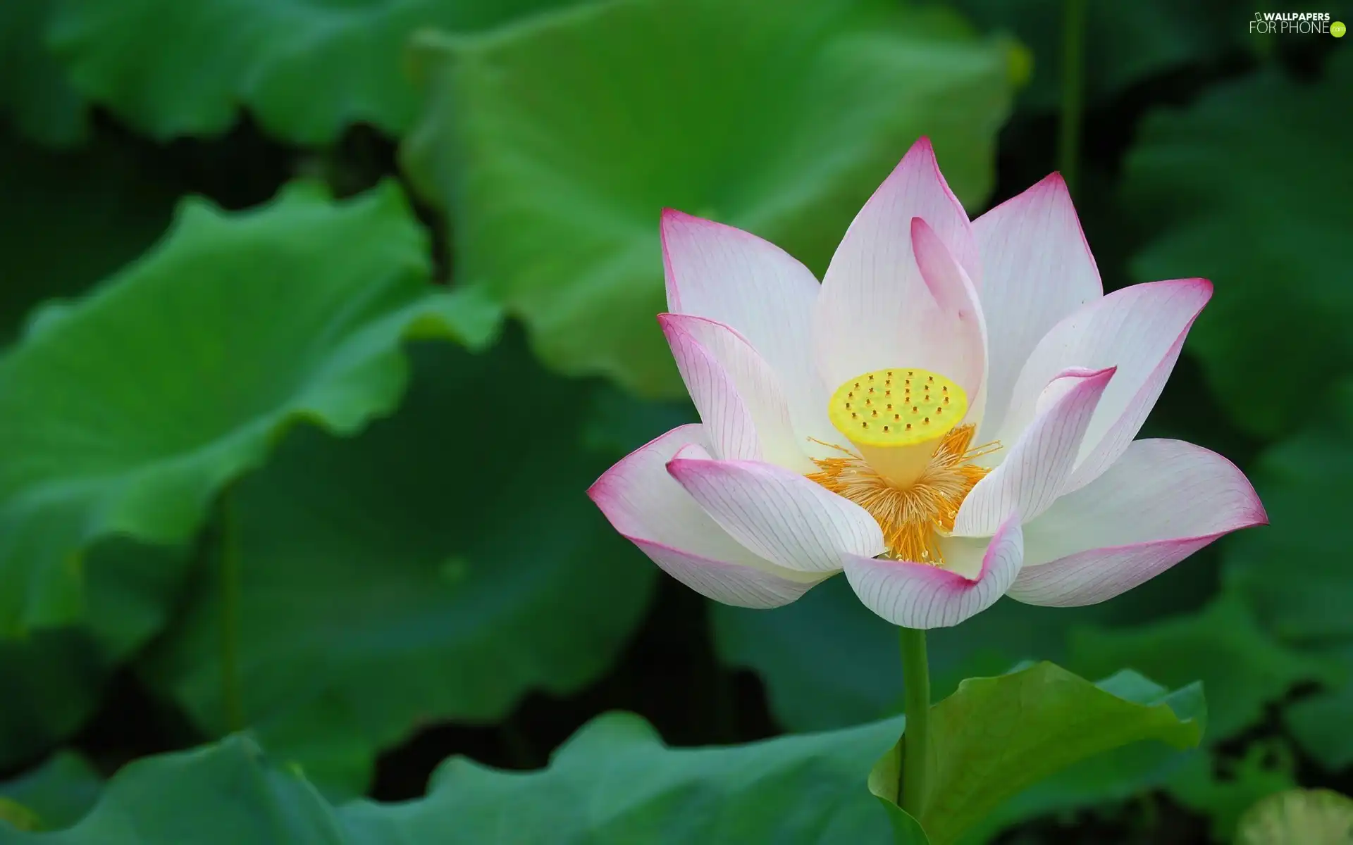 Leaf, Colourfull Flowers, lotus