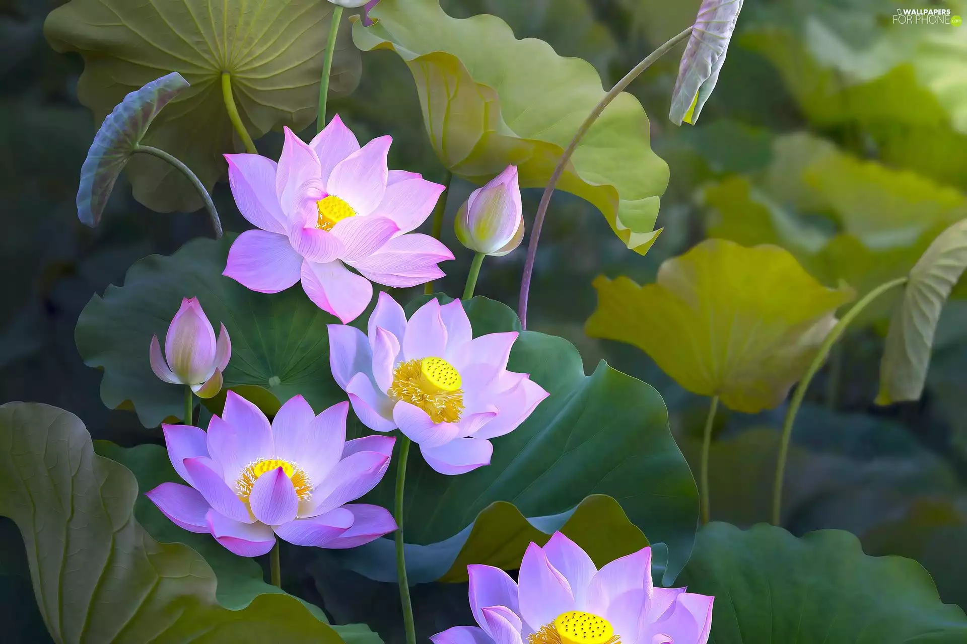 Flowers, Leaf, Buds, lotuses