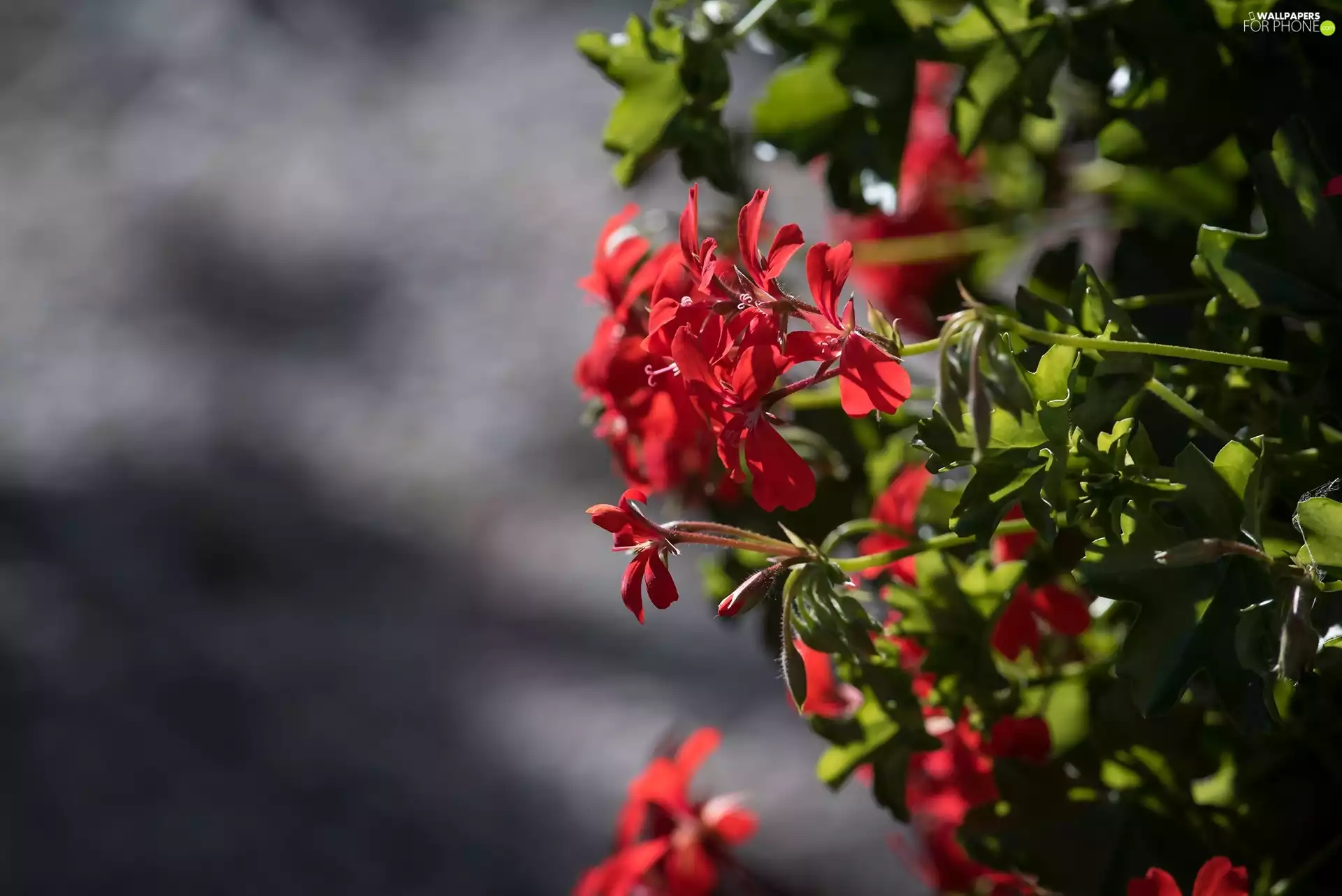 ligh, geranium, flash, luminosity, sun, Flowers