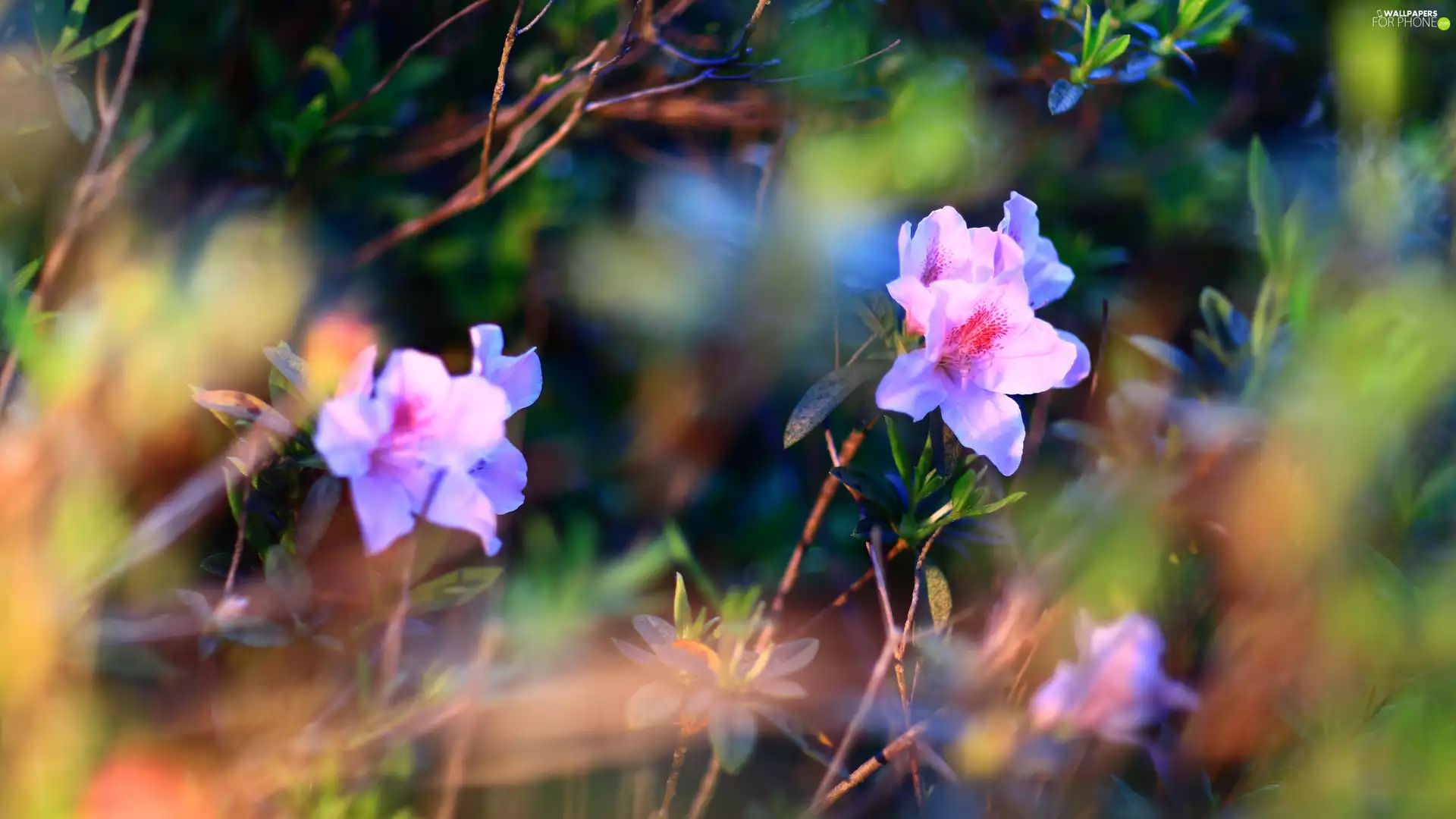 ligh, Flowers, flash, luminosity, sun, rhododendron